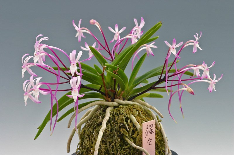 Neofinetia falcata "Shutenno Pink" (朱天王) Big plant