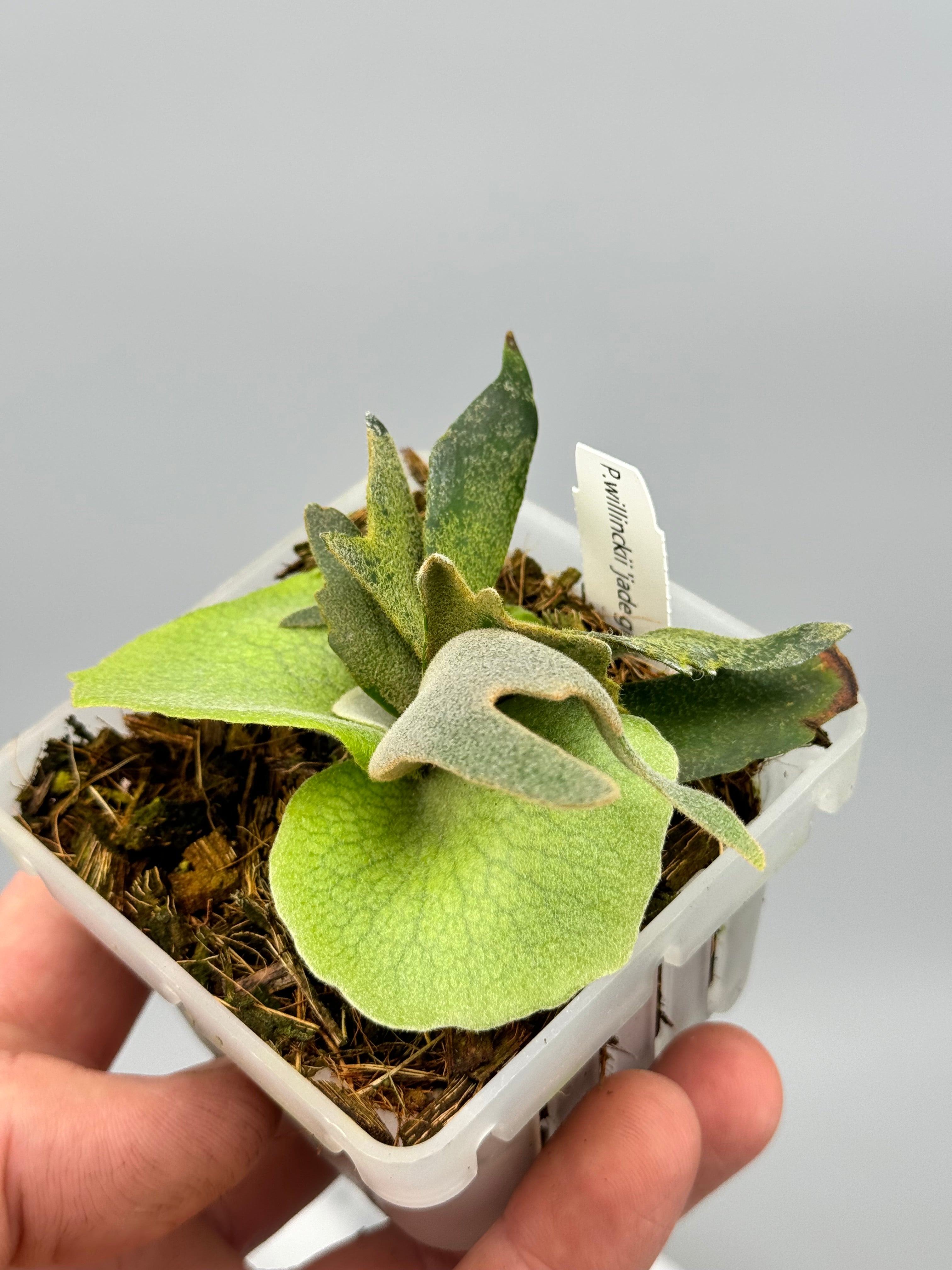 Platycerium willinckii "Jade Girl" (Medium Size)