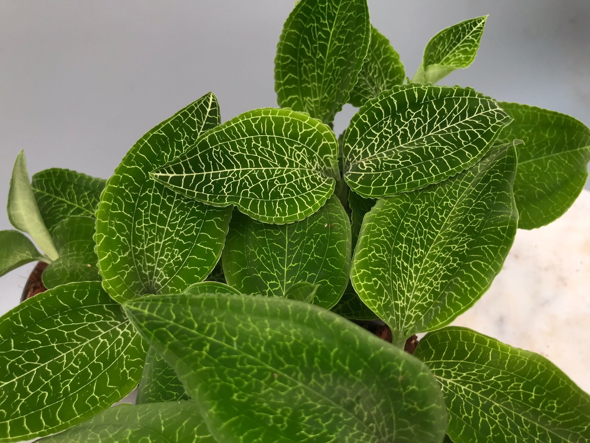 Goodyera micholitziana ‘Big Plant’ (3 plants)
