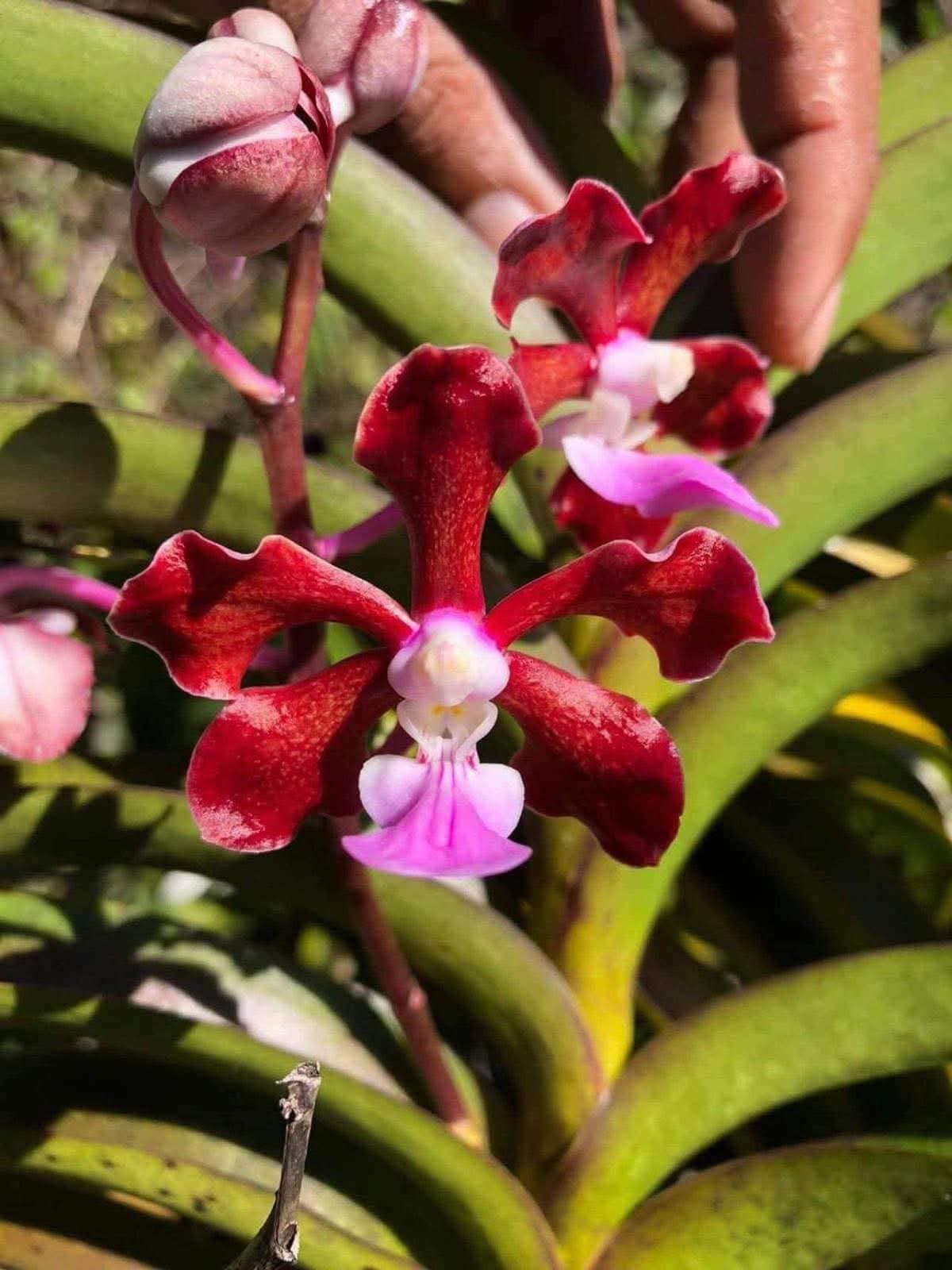 Vanda SPP Rot