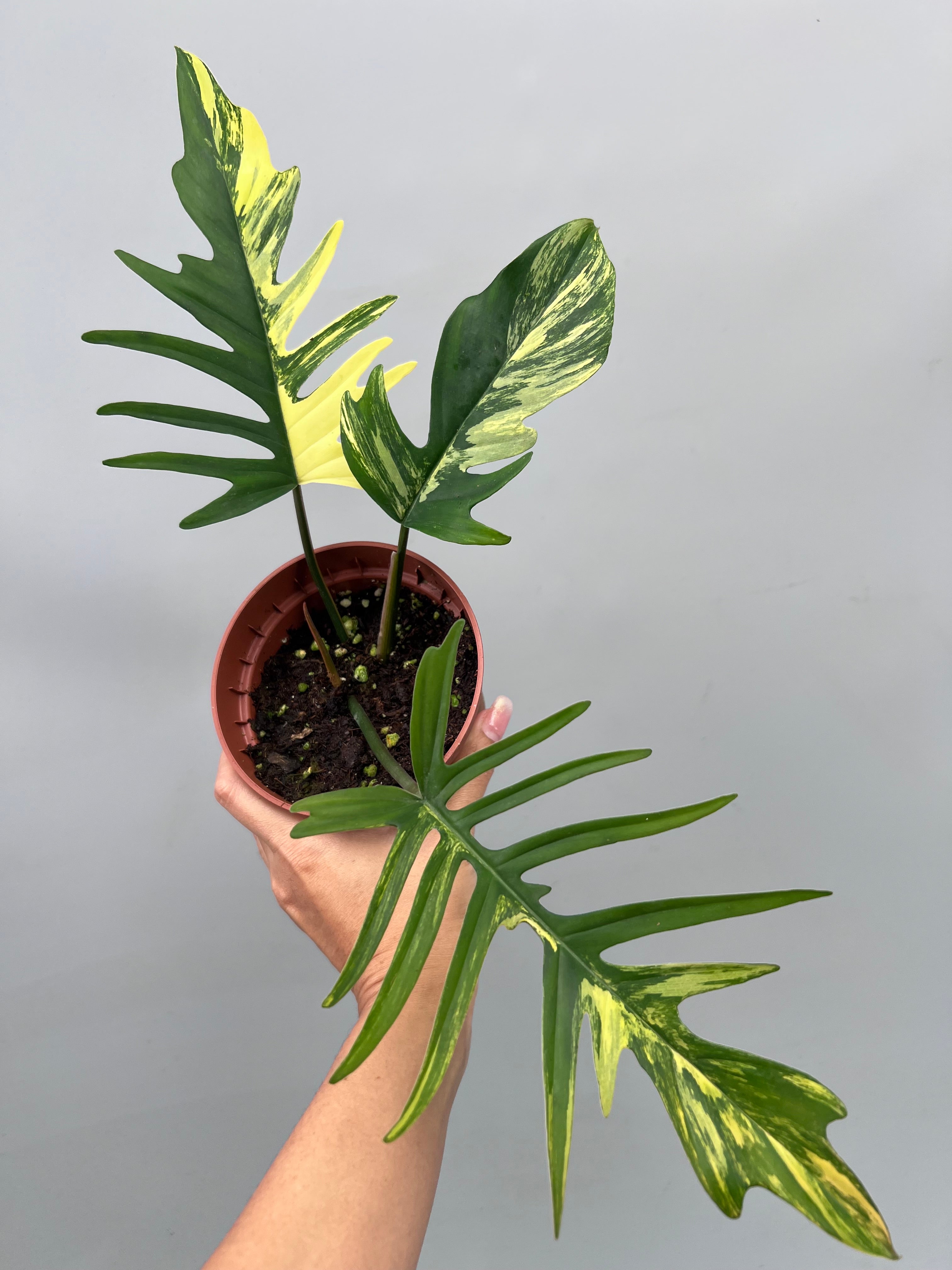 Philodendron tortum x Florida Beauty (Nr 3)