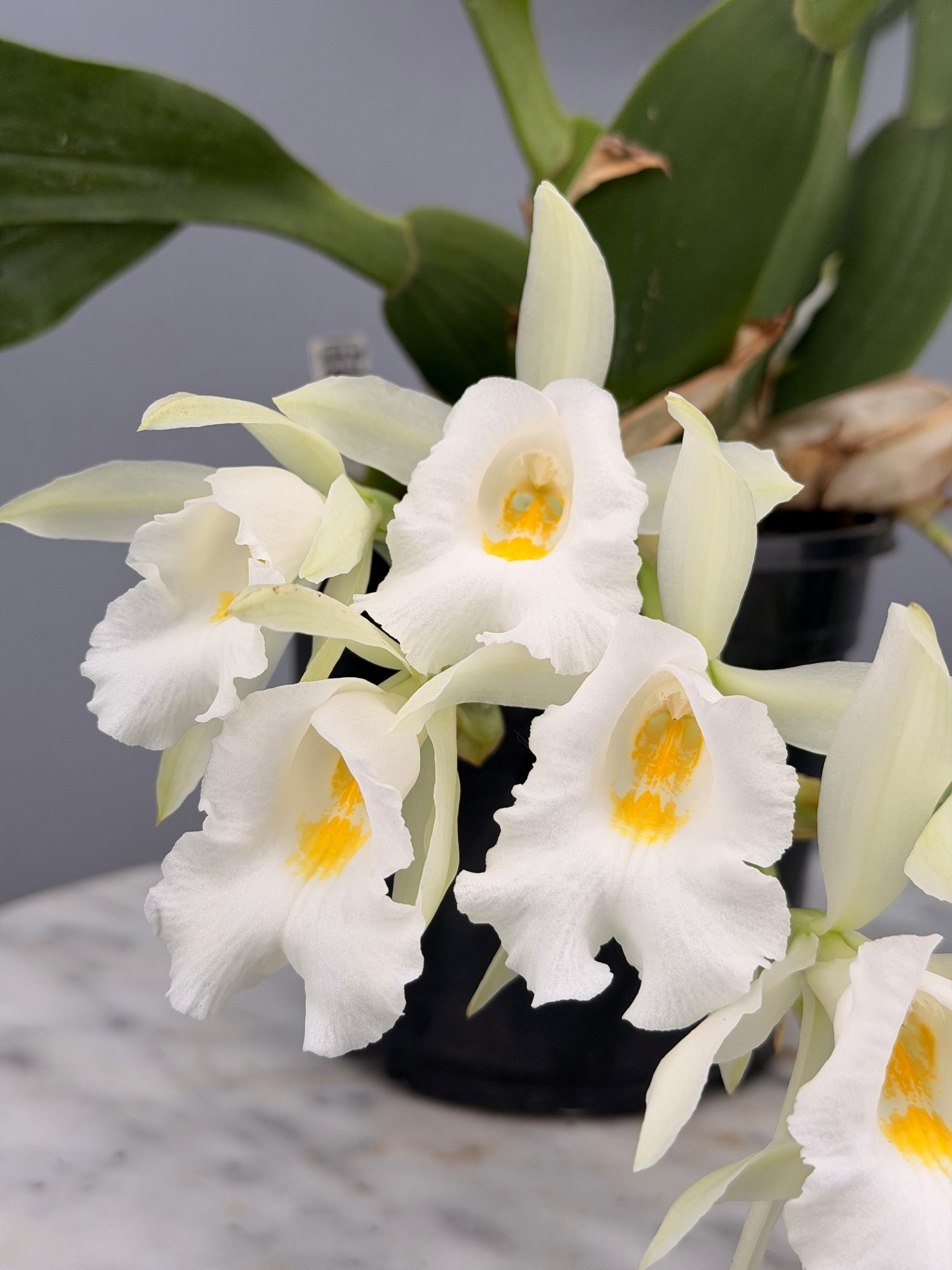 Trichopilia hennisiana ‘Big Plant’
