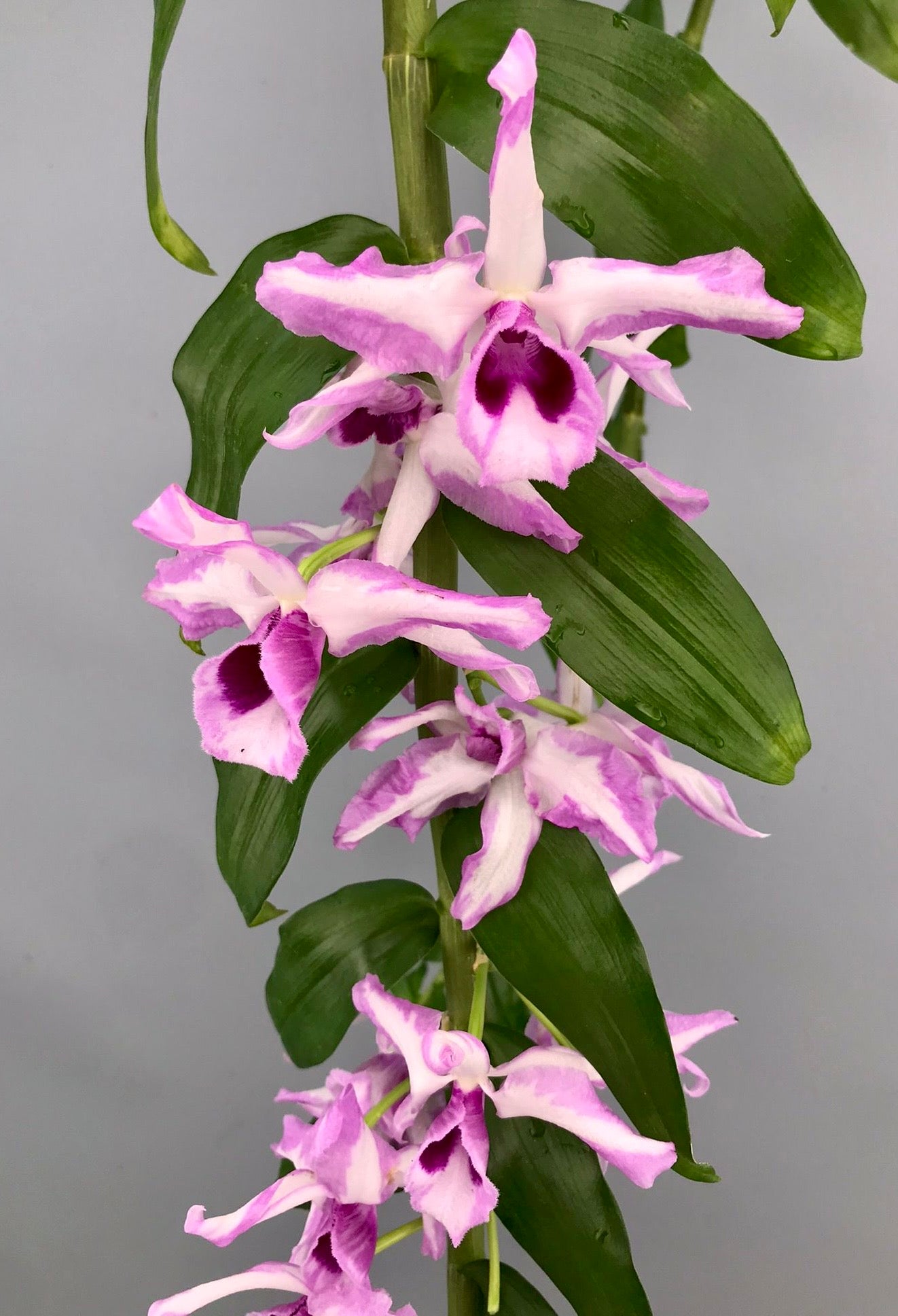 Dendrobium anosmum ‘A Touch of Class’ (Big Plant)