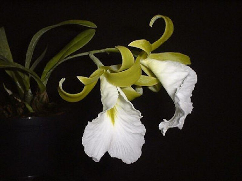 Encyclia mariae