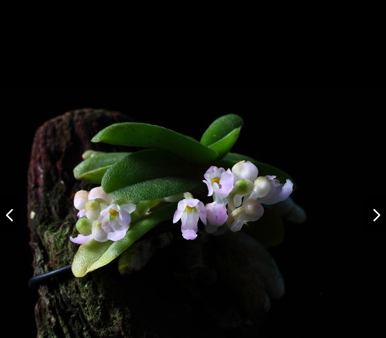 Schoenorchis seidenfadenii (Big Old Plant)