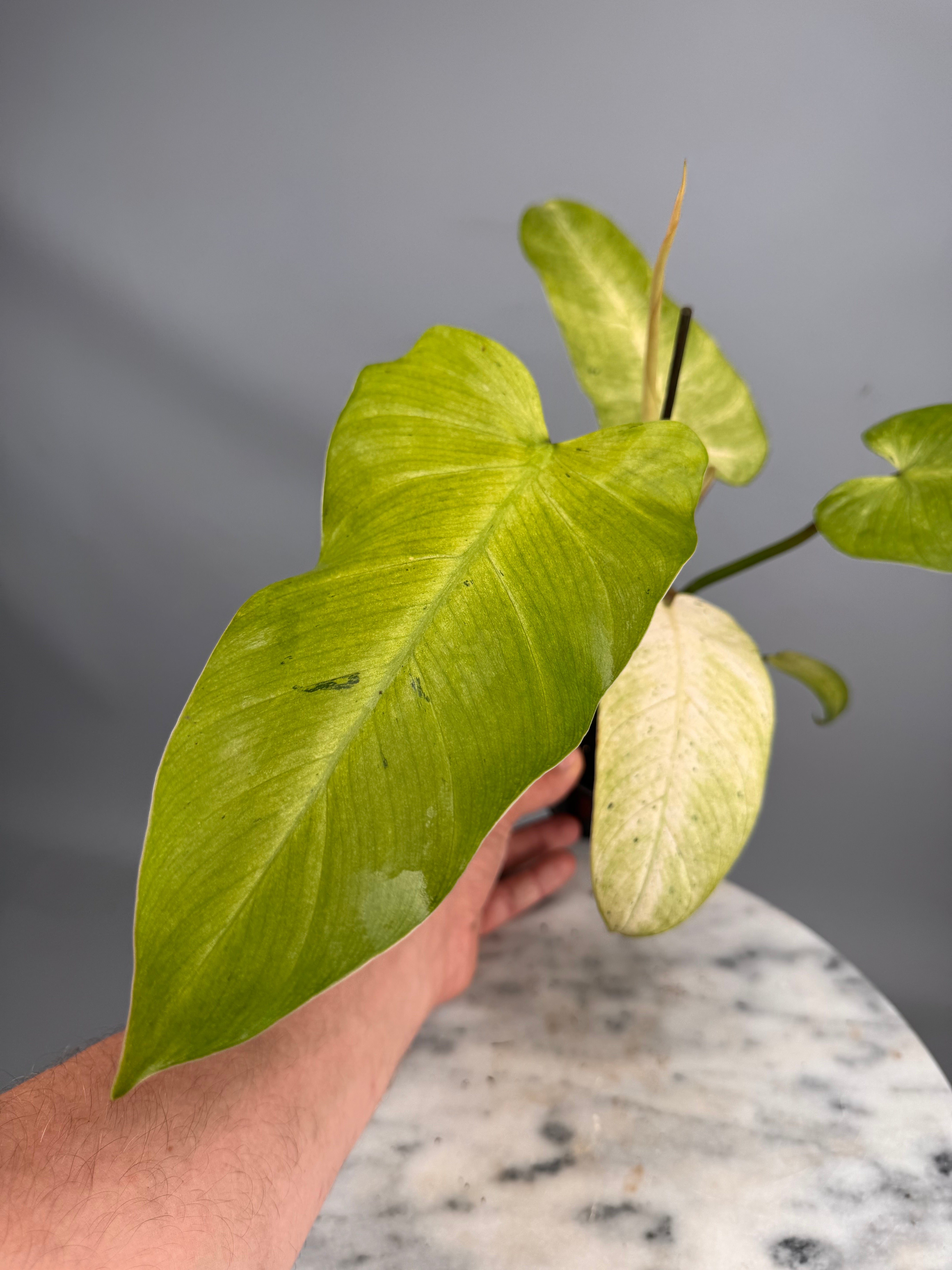 Philodendron Whipple Way