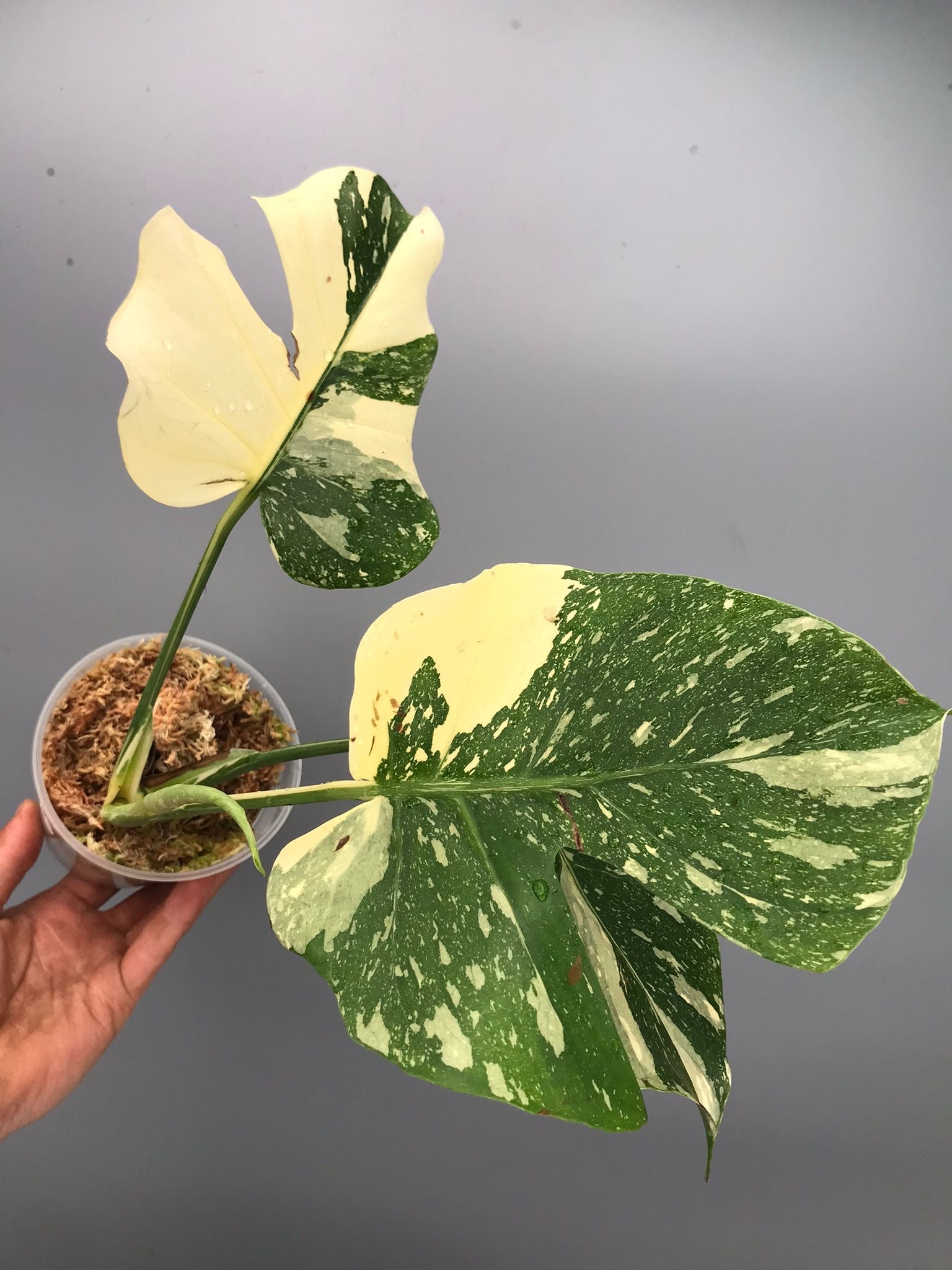 Monstera White snow  nr 2