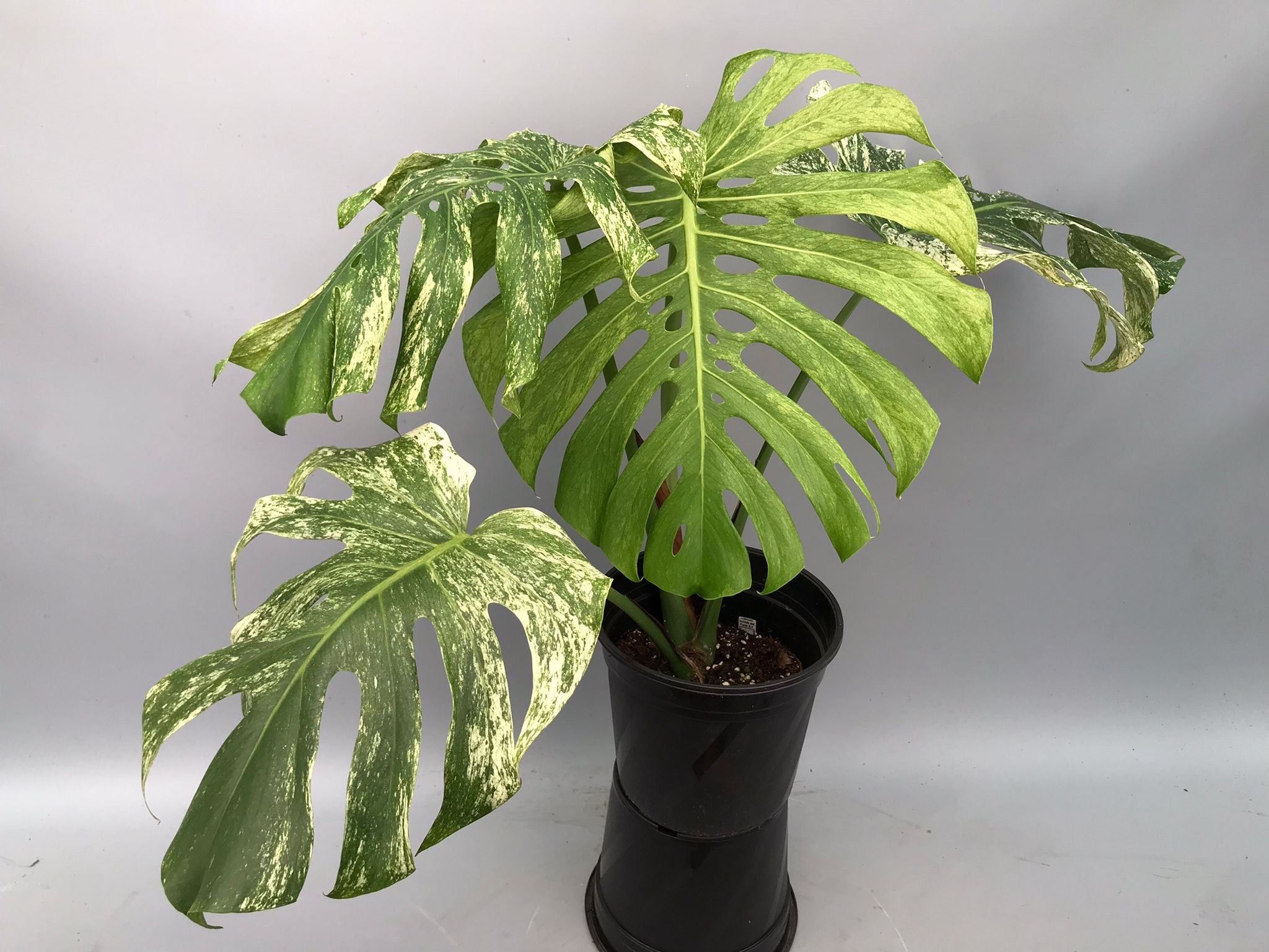 観葉 - monstera borsigiana Monstera Full Mint deliciosa borsigiana Variegata