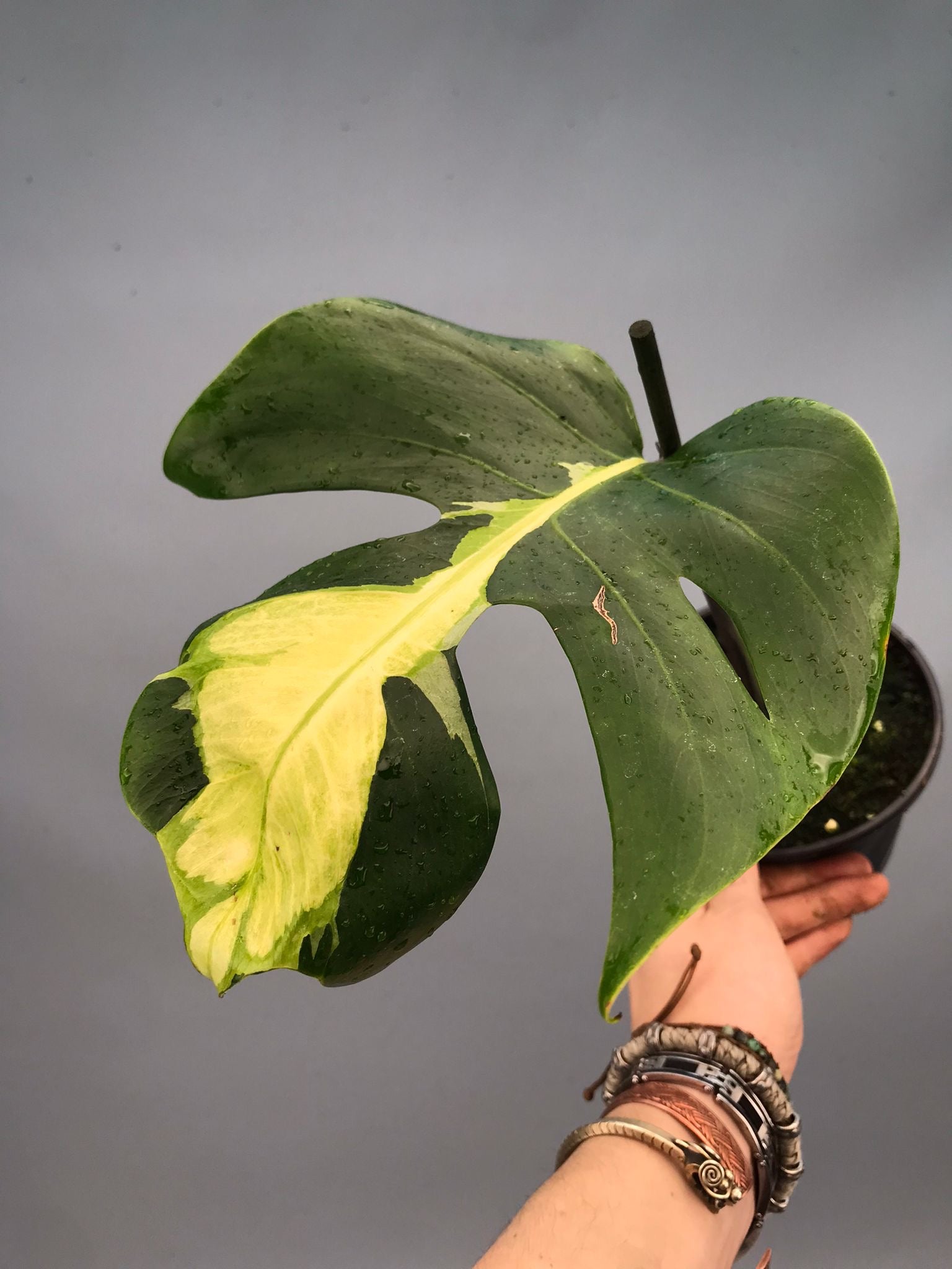 Monstera White Lava 'Lalamove' nr 1.2