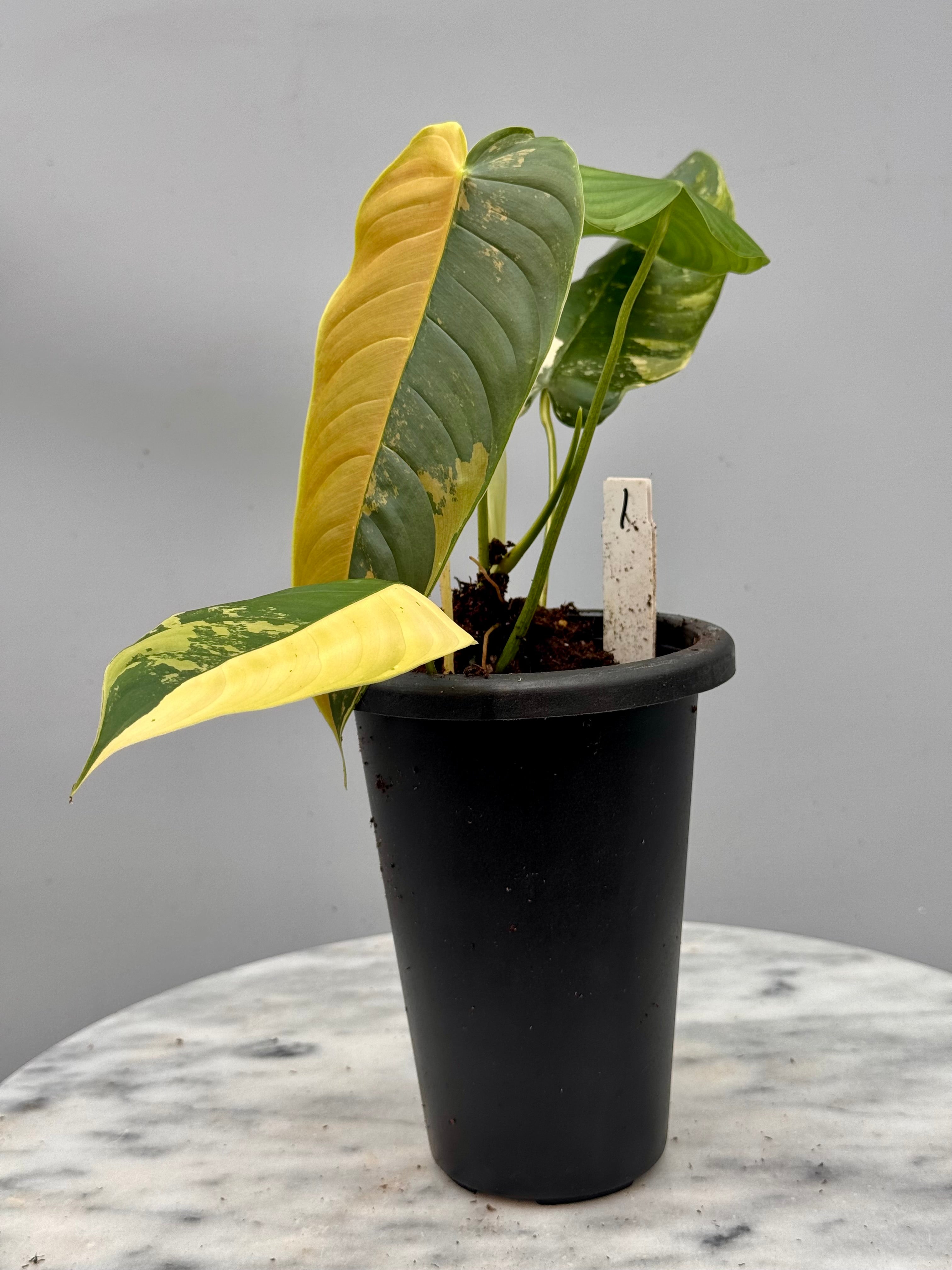 Philodendron sharoniae Mosquera Variegata (Nr 1)