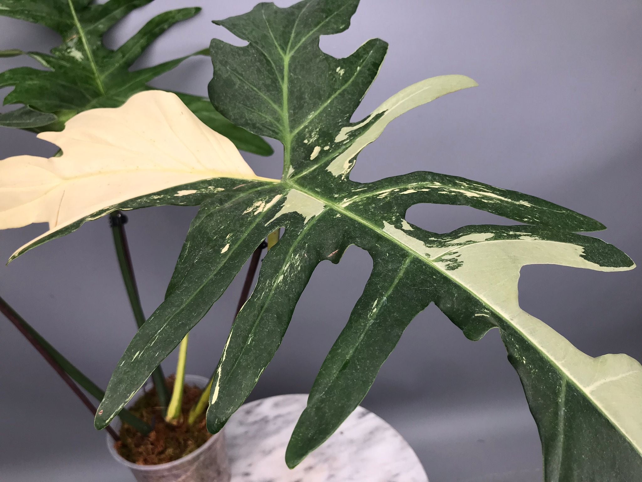 Philodendron Golden Dragon variegated albo (Nr 2)