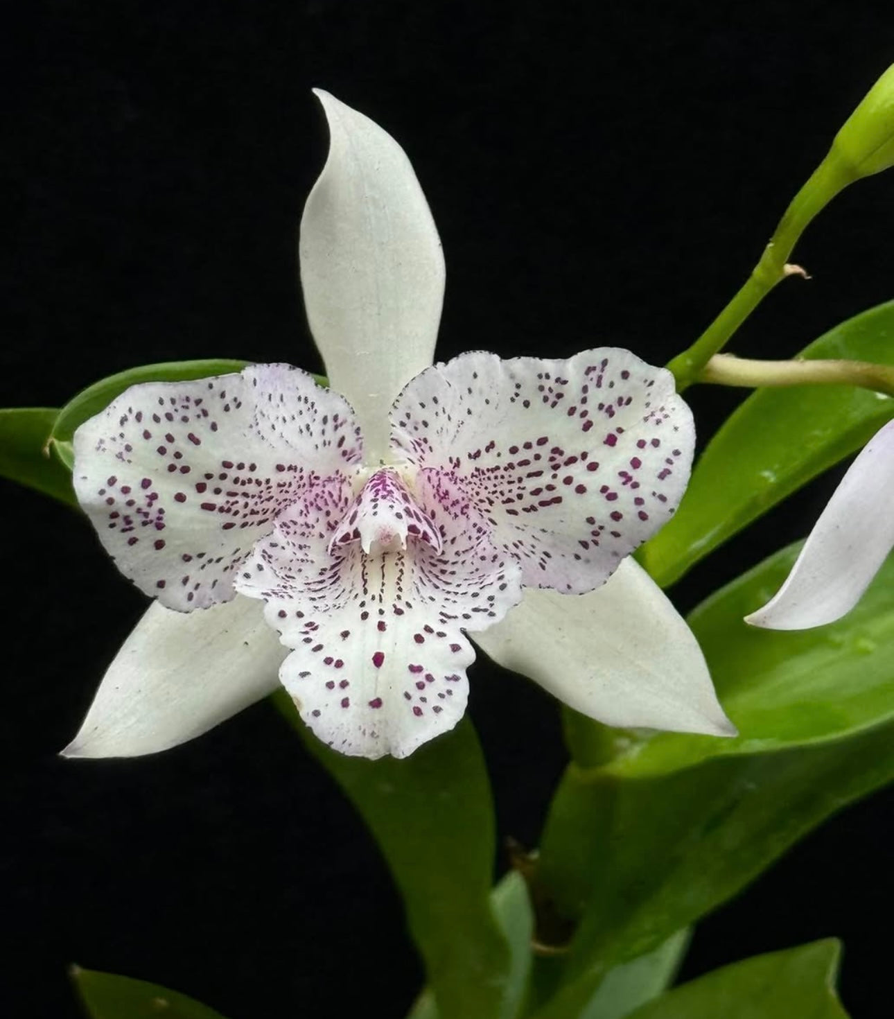 Caulocattleya Chantilly Lace Twinkel