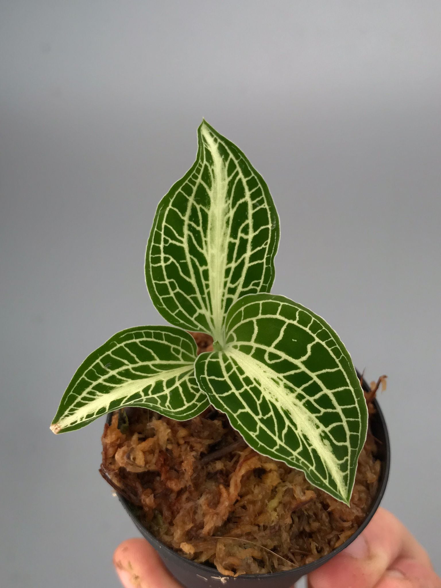 Anoectochilus siamensis