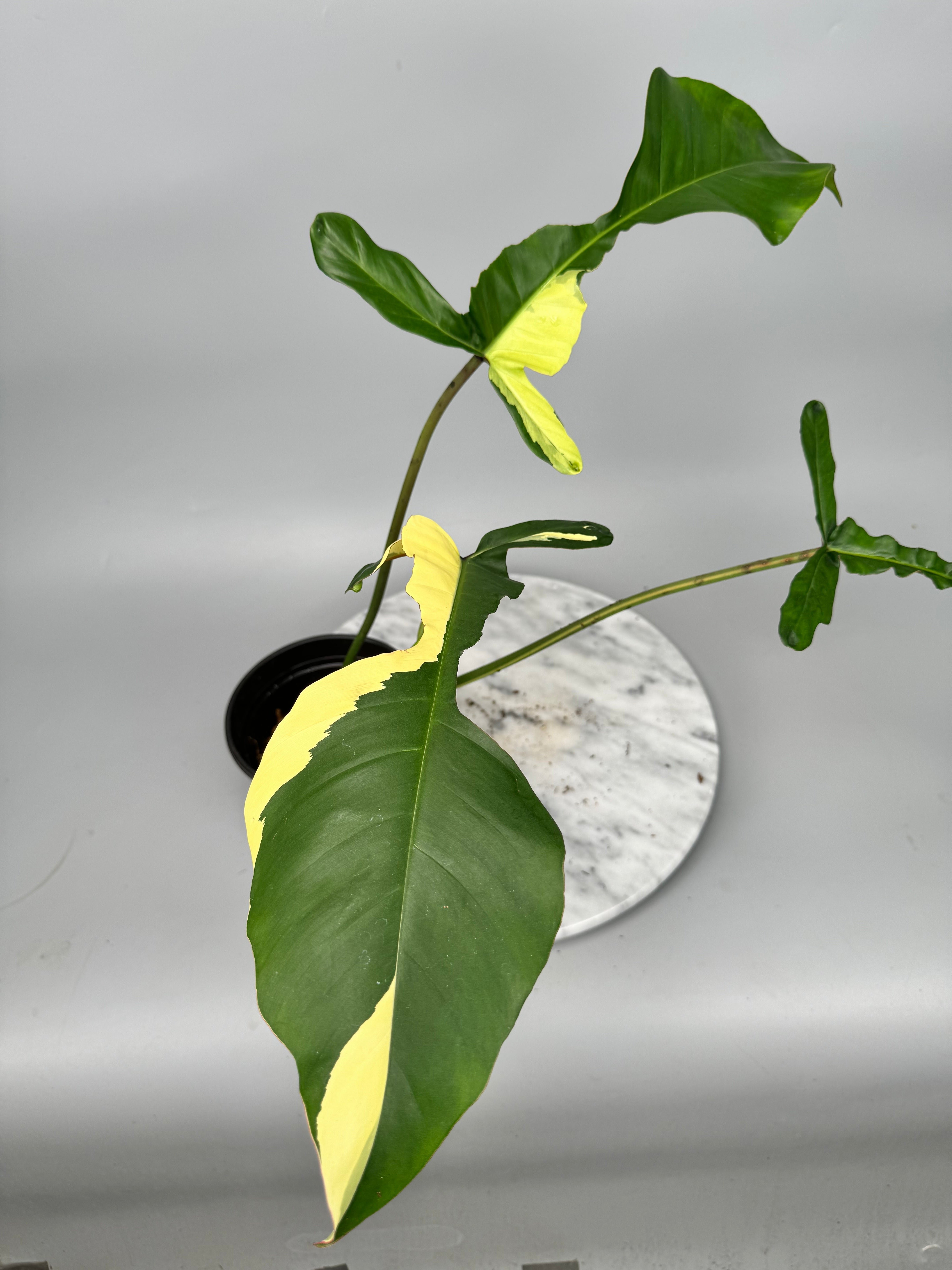 Philodendron joepii Variegated (Fresh Head Cutting) nr 3