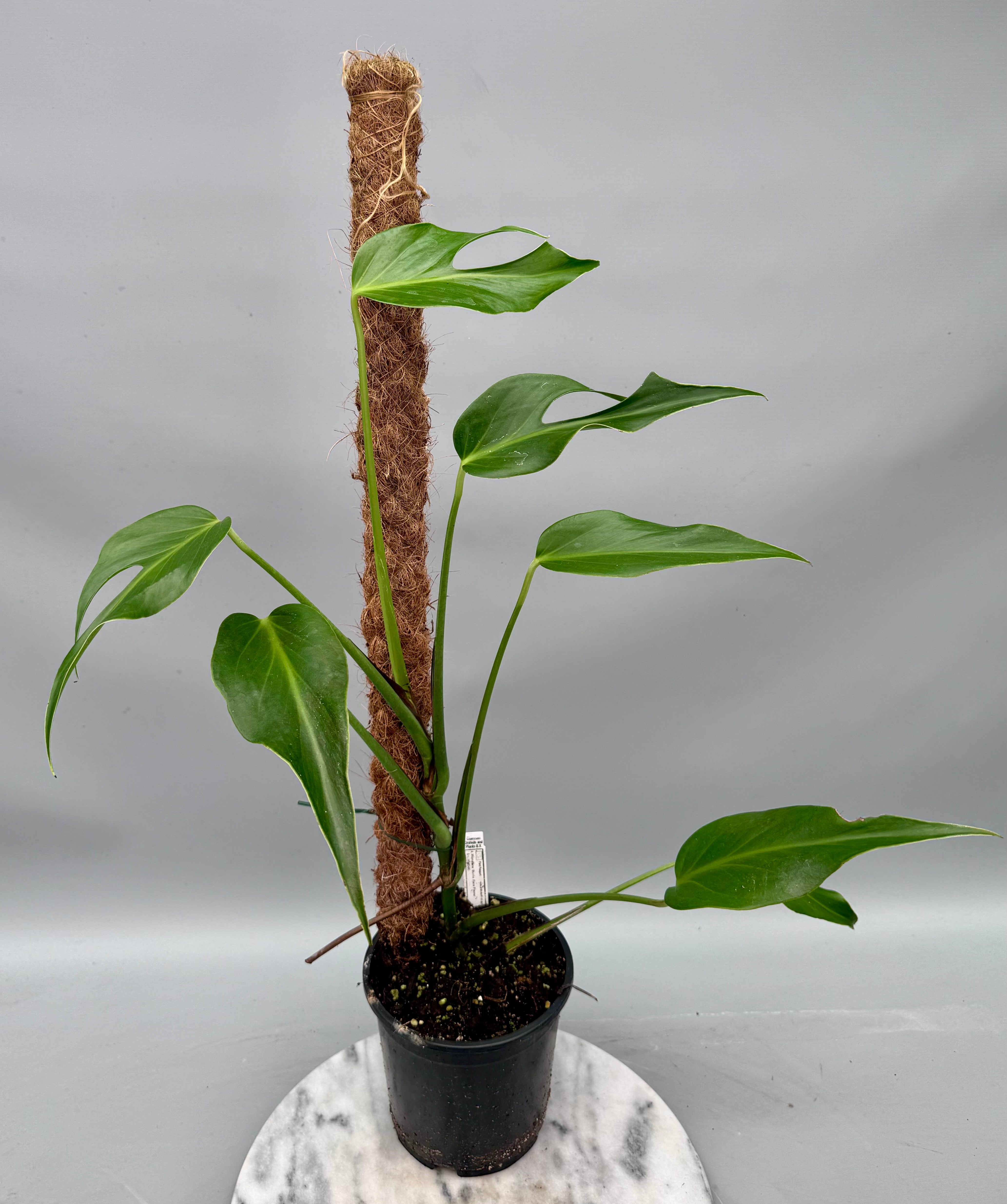 Monstera 'Burle Marx Flame' XL  (4-5 Big Leaves)