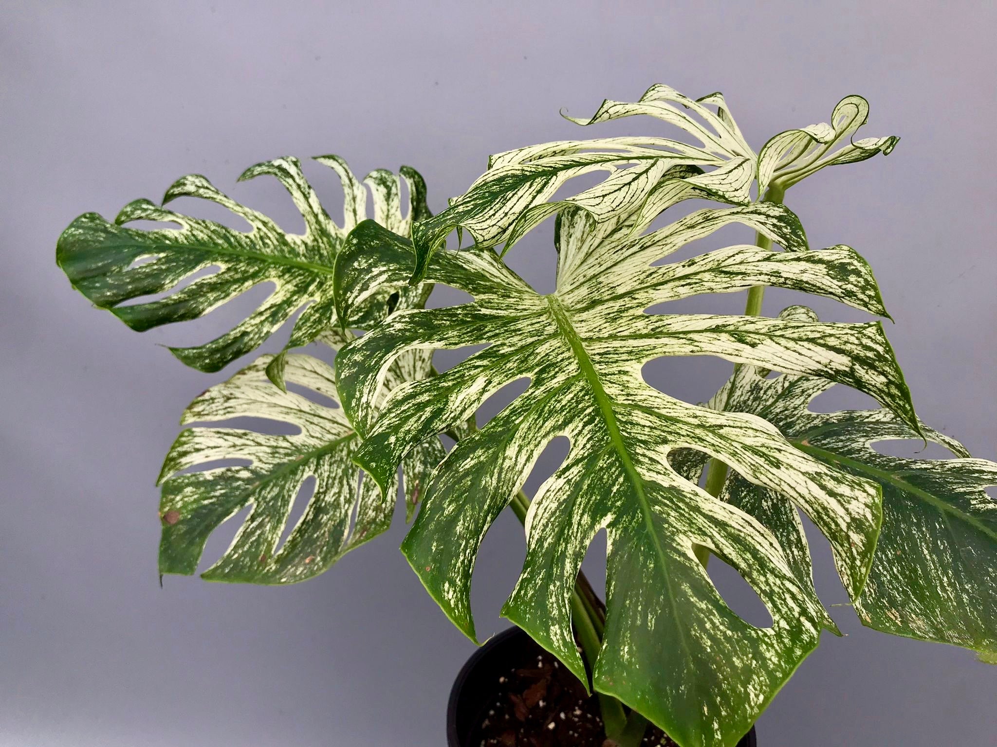 Monstera ‘Devil Monster’ Nr 2
