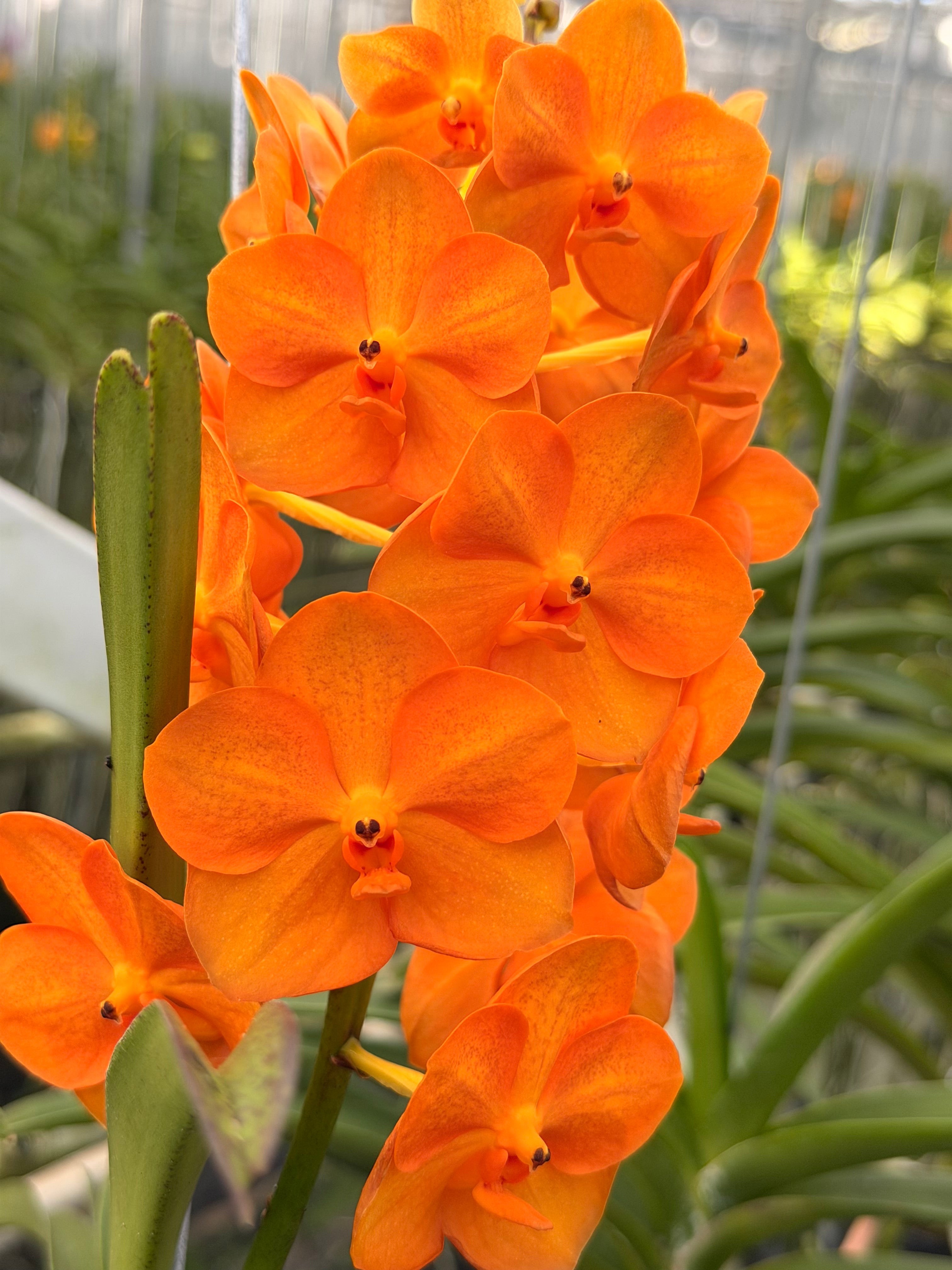Ascocenda Orange Hybrid