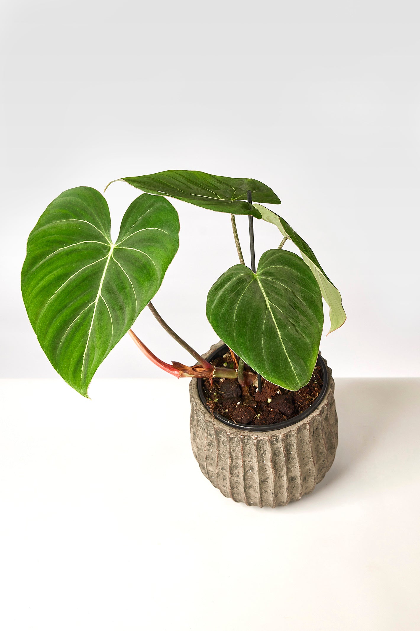 Philodendron gloriosum ''Compact Type"