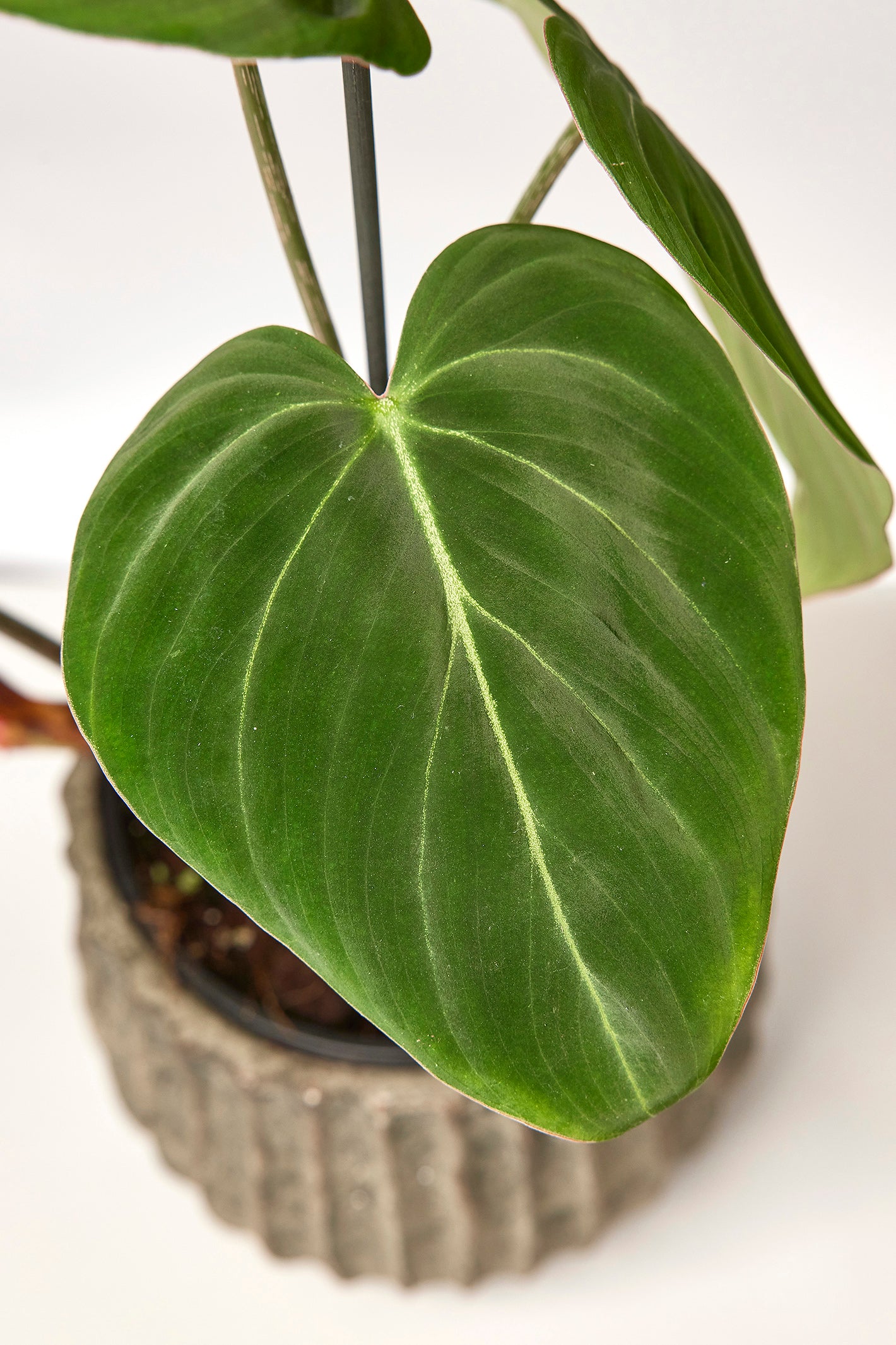 Philodendron gloriosum ''Compact Type" (Leaf Cutting)