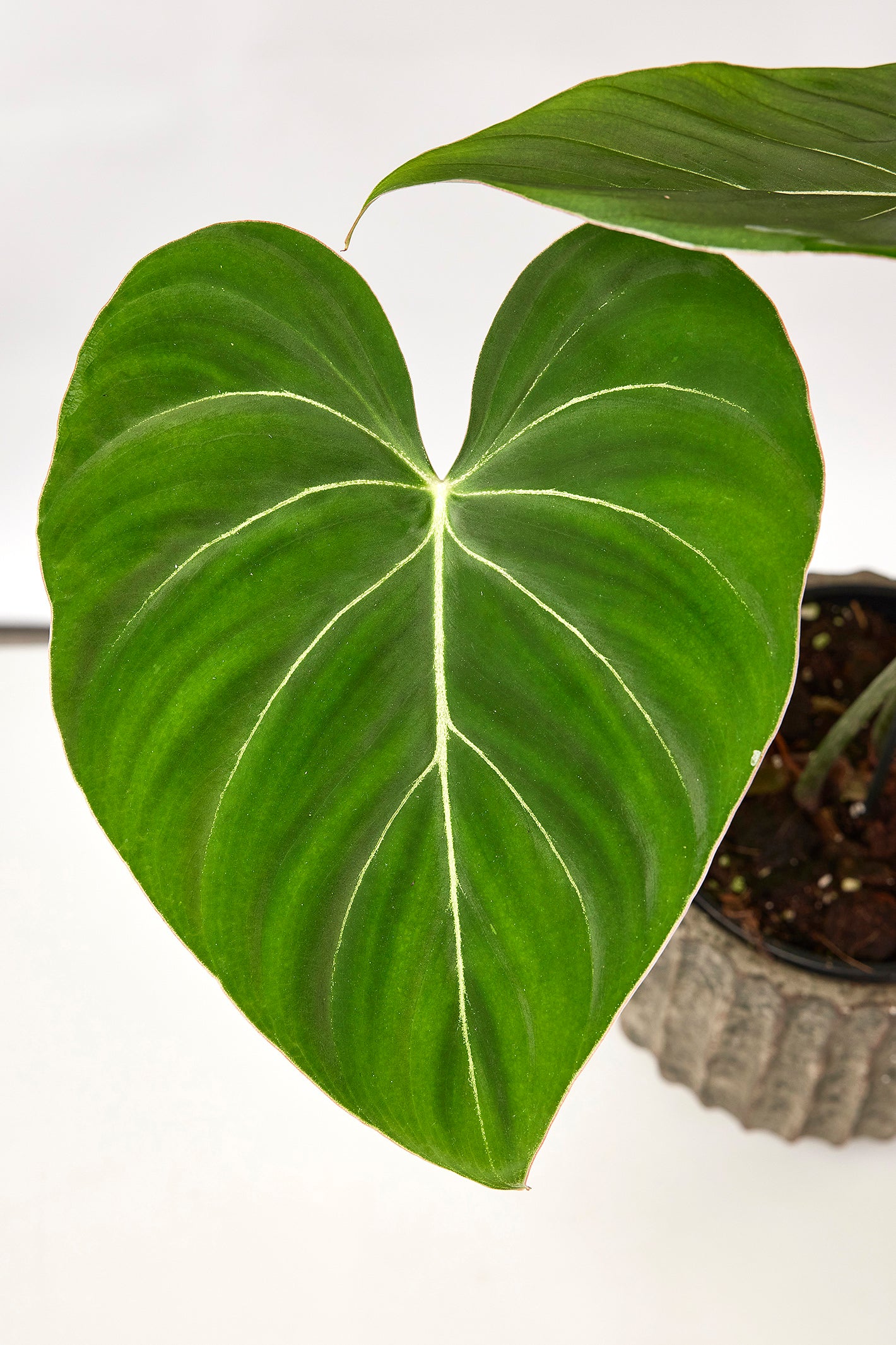 Philodendron gloriosum ''Compact Type" (1 Leaf Cutting)
