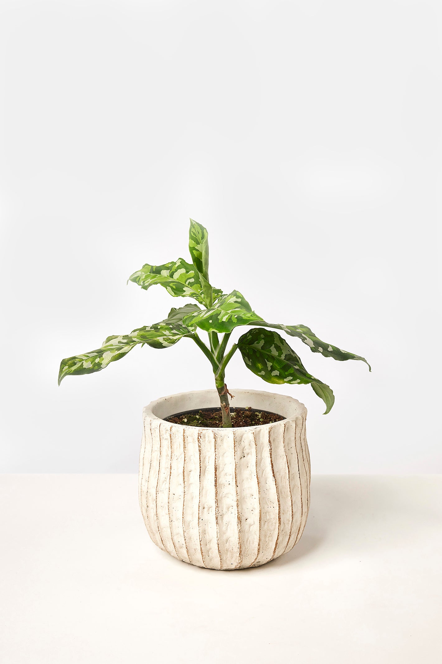 Aglaonema pictum tricolor ‘Proto Aceh’ Aglaonema Pictum Tricolor | Greenspaces.id