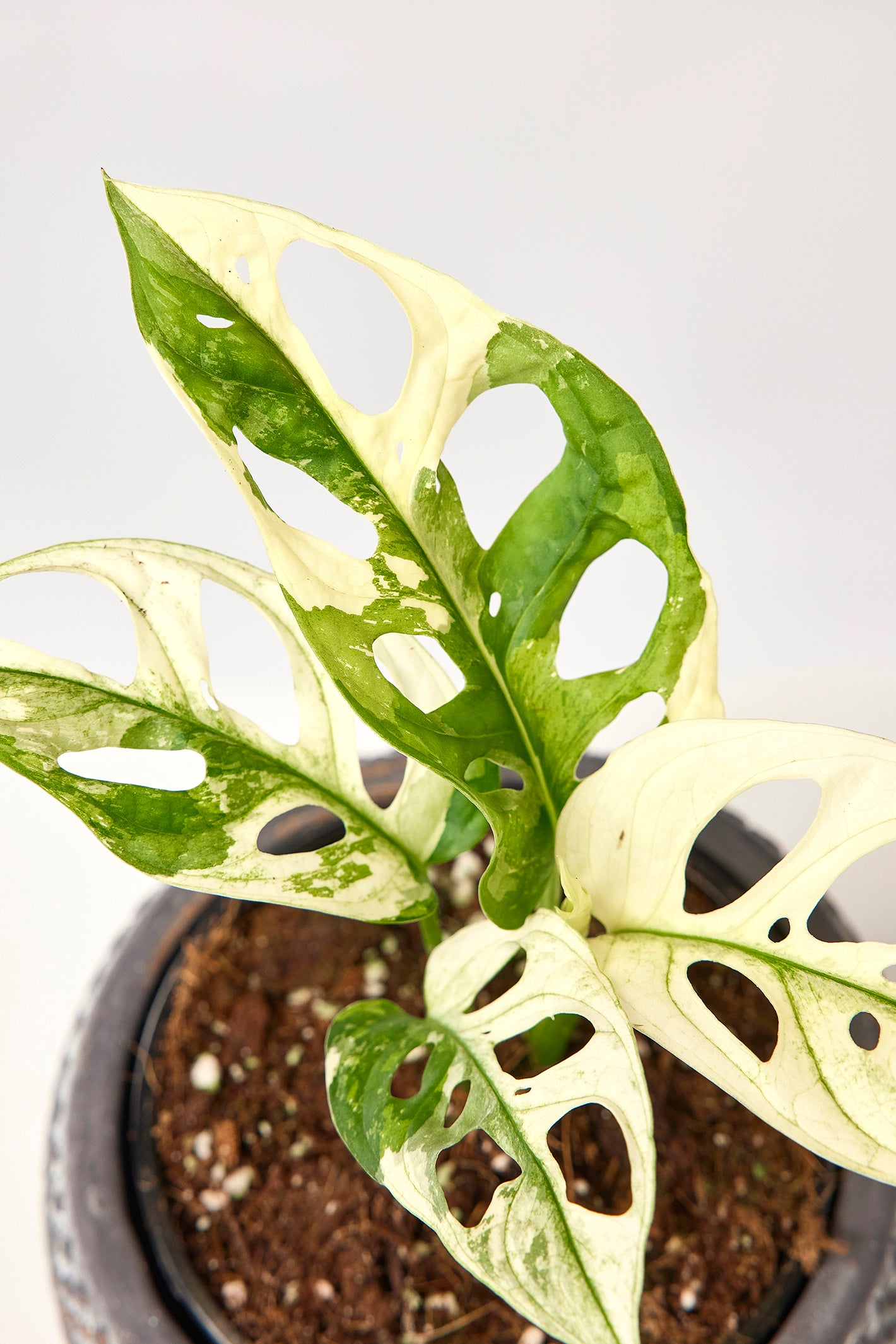 Monstera adansonii variegated Albo ( 2/3 Leaves)