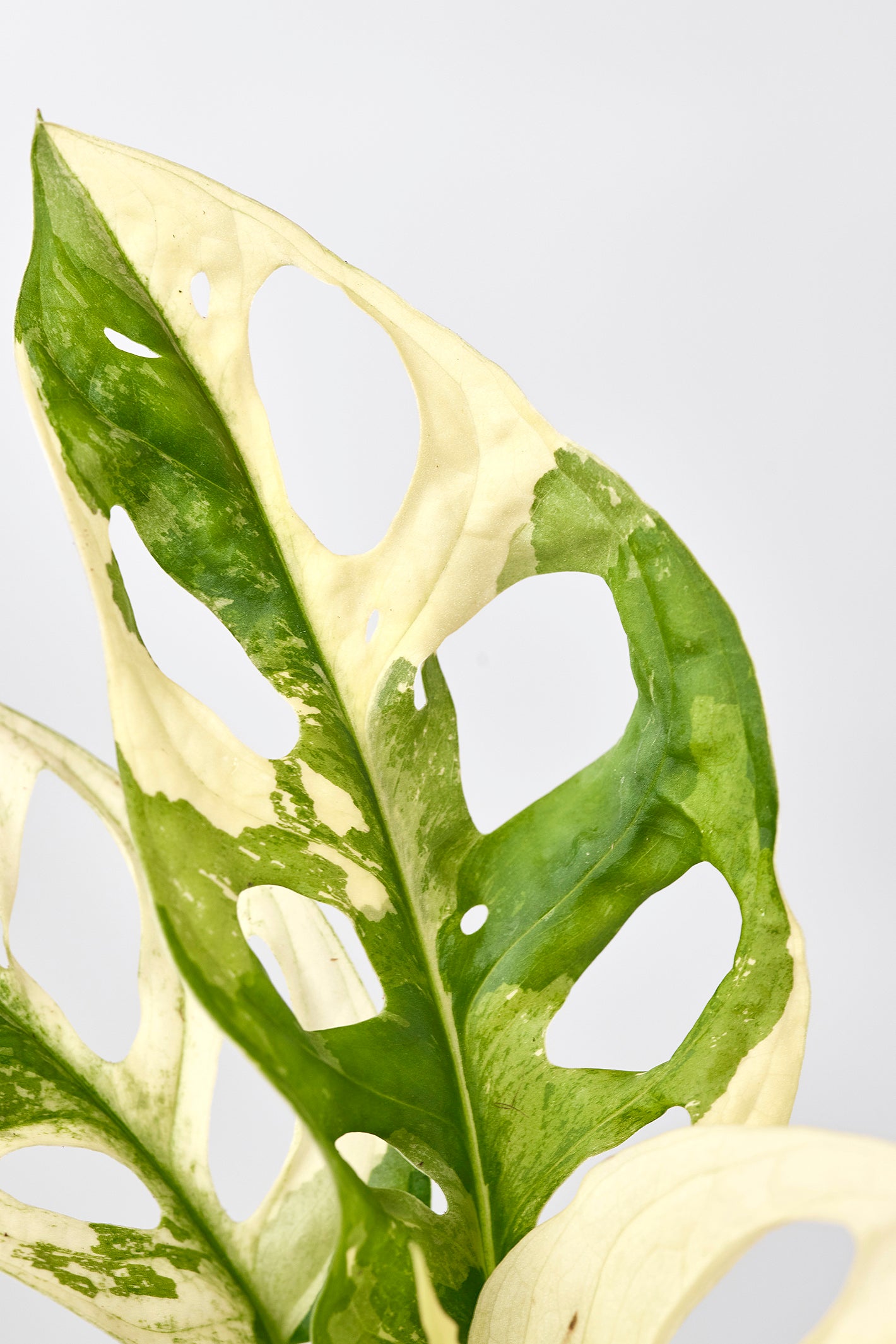 Monstera adansonii variegated Albo ( 2/3 Leaves)