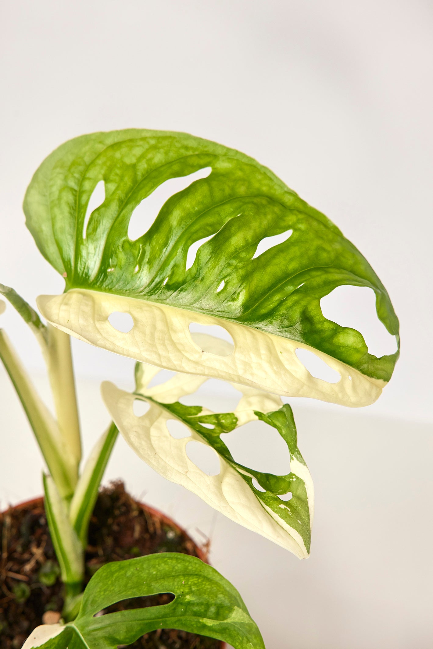 Monstera adansonii variegated Albo ( 2/3 Leaves)