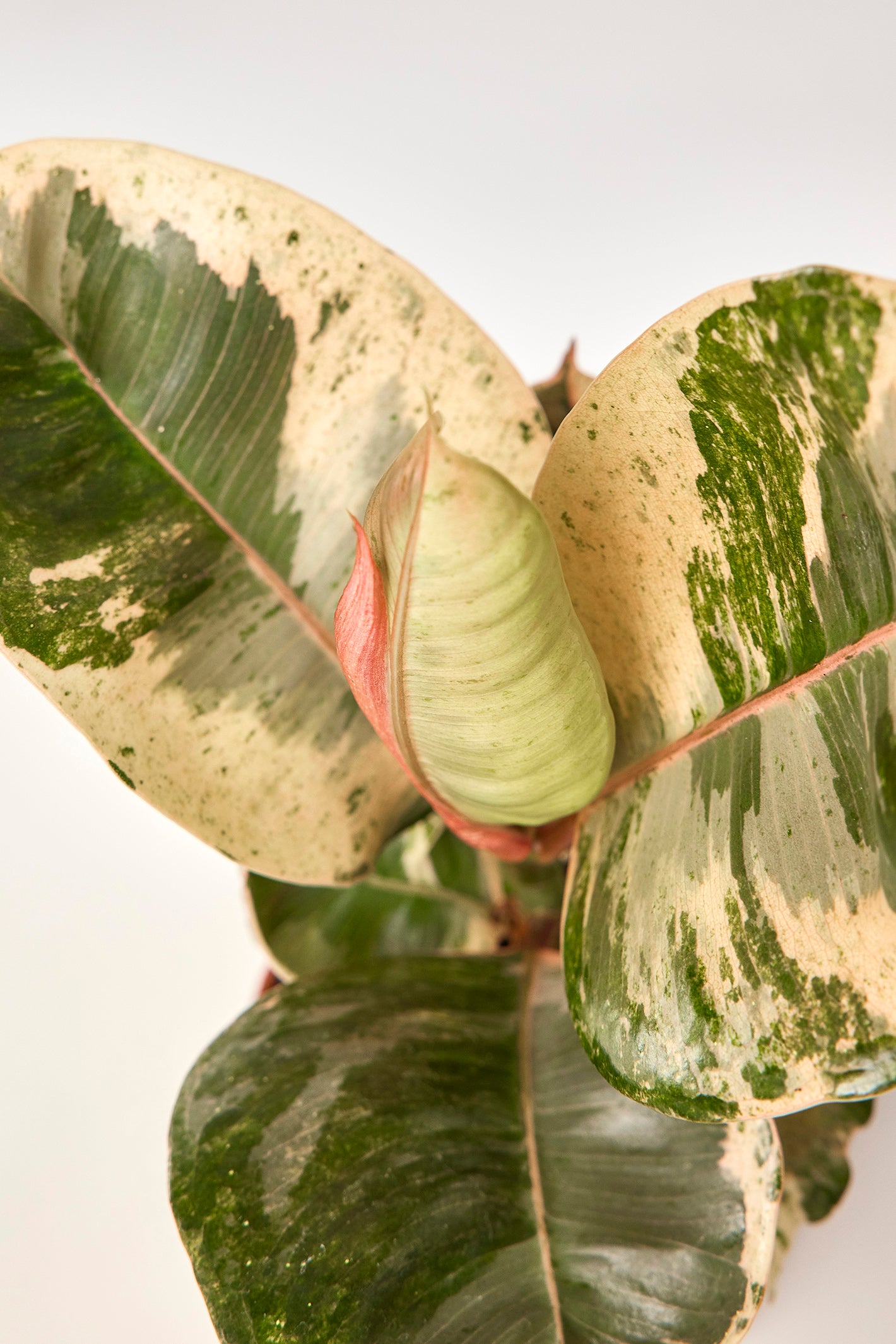 Ficus Moonshine Variegata "Shivereana" (Big Plant)