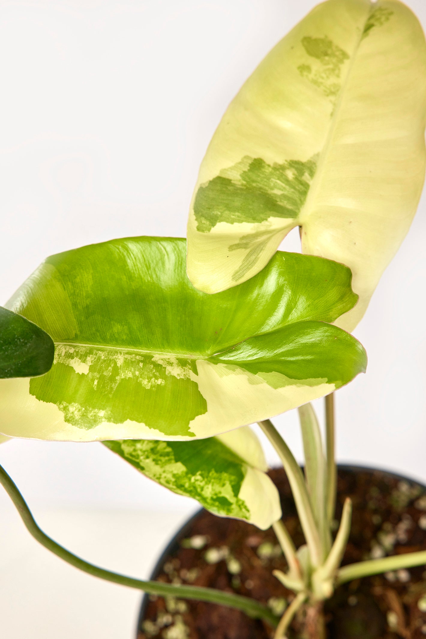 Philodendron Burle Marx Variegata (3 to 5 Leaves) (Small Plant) Highly Variegated