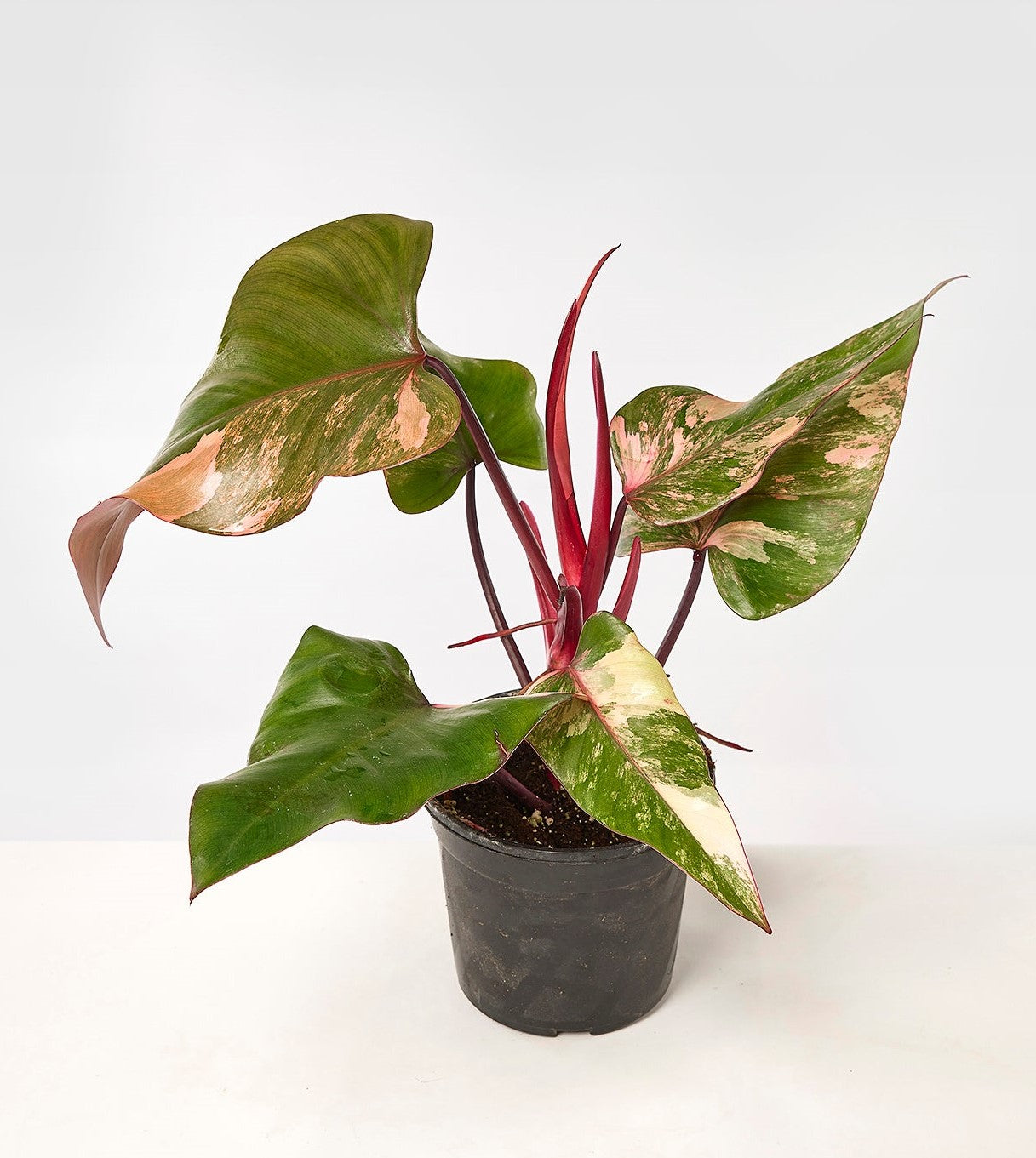 Philodendron strawberry shake (Big Plant)