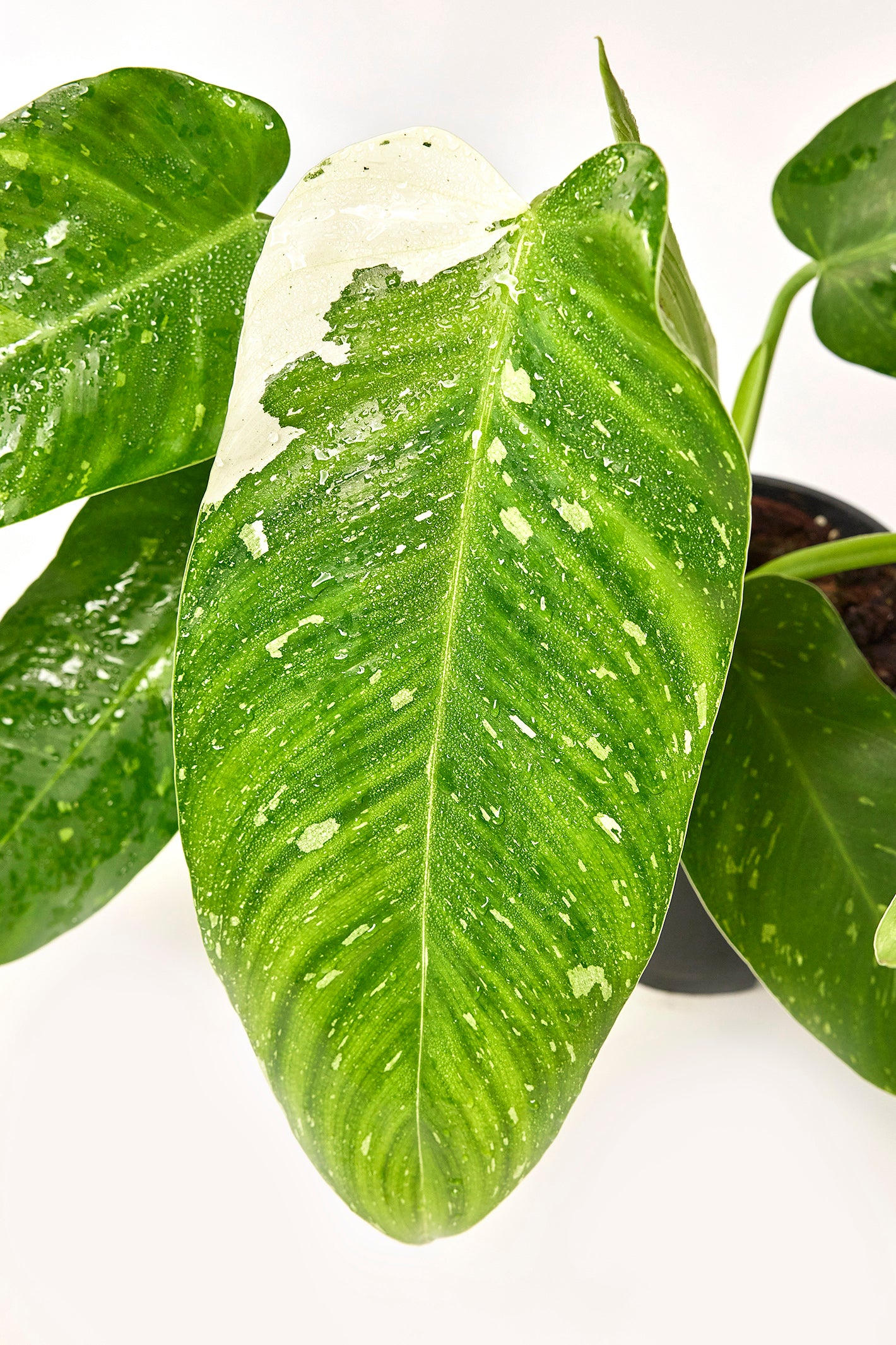 Philodendron Jose Buono (3-4 Leaves) (2 plants in 1 pot)