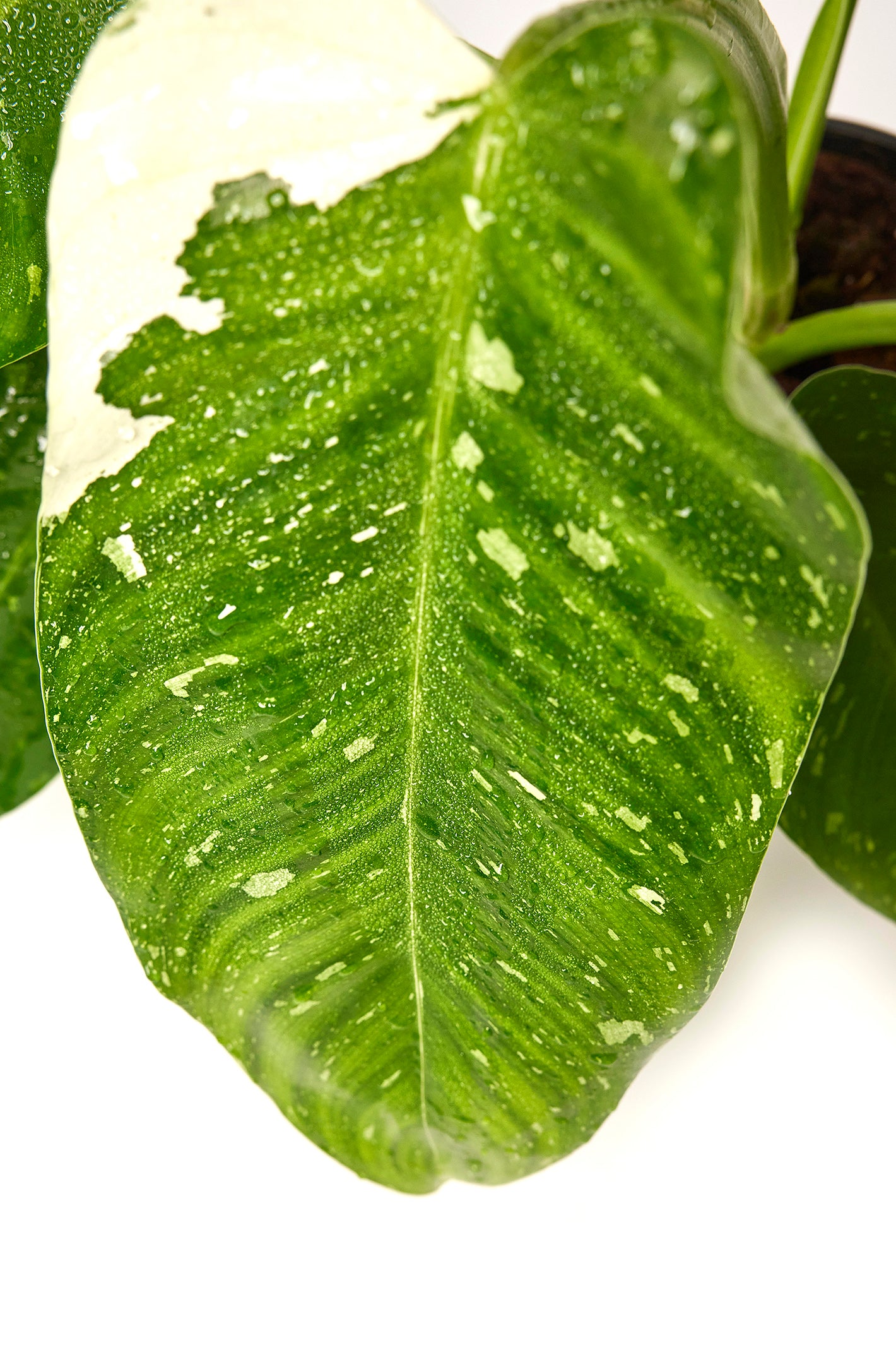 Philodendron Jose Buono (3-4 Leaves)