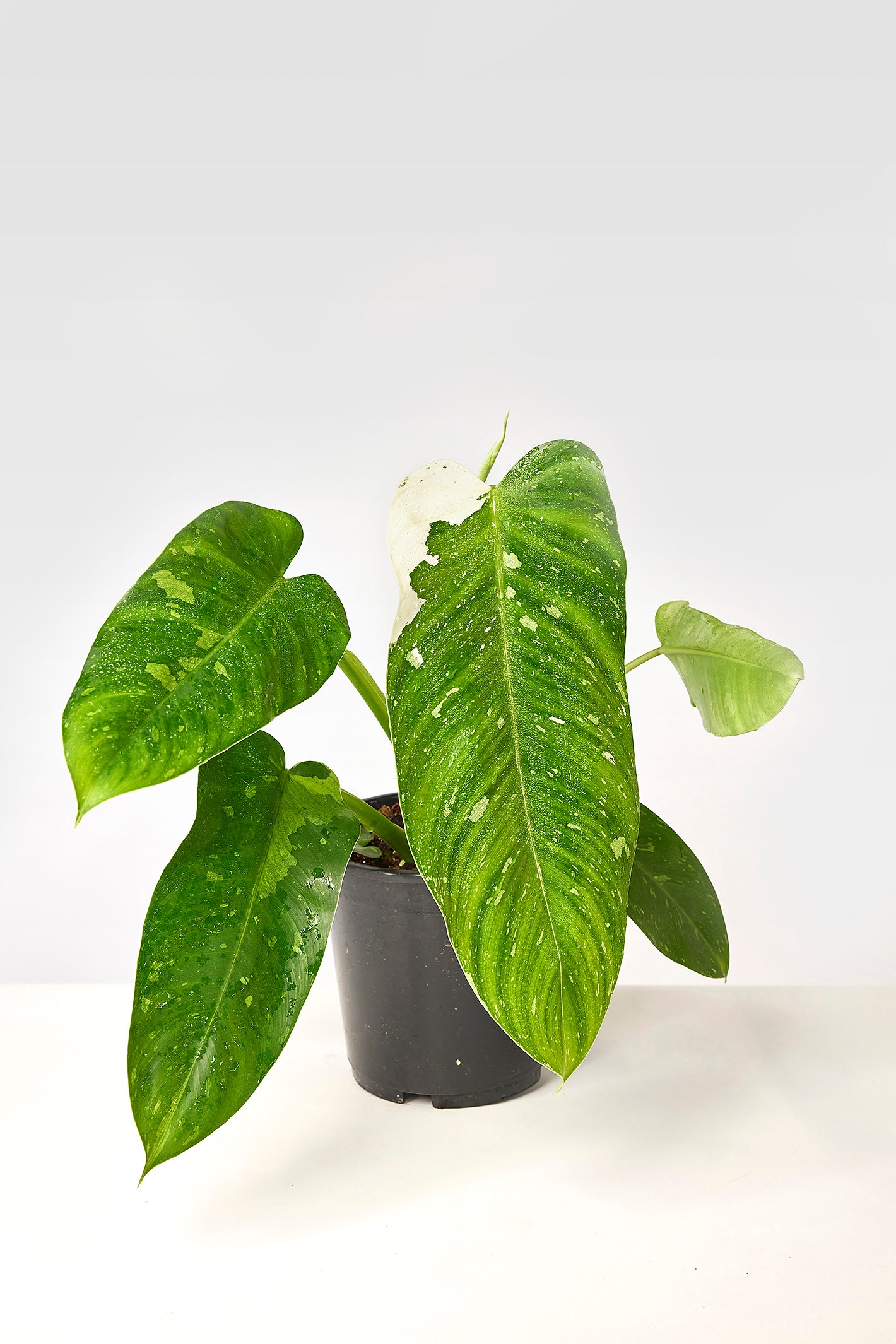 Philodendron Jose Buono (3-4 Leaves) (2 plants in 1 pot)
