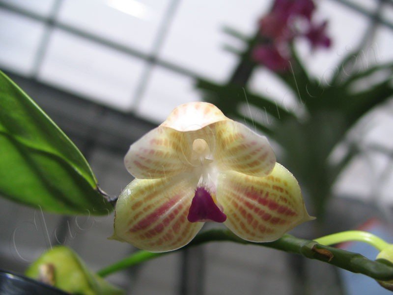 Phalaenopsis javanica "Big"