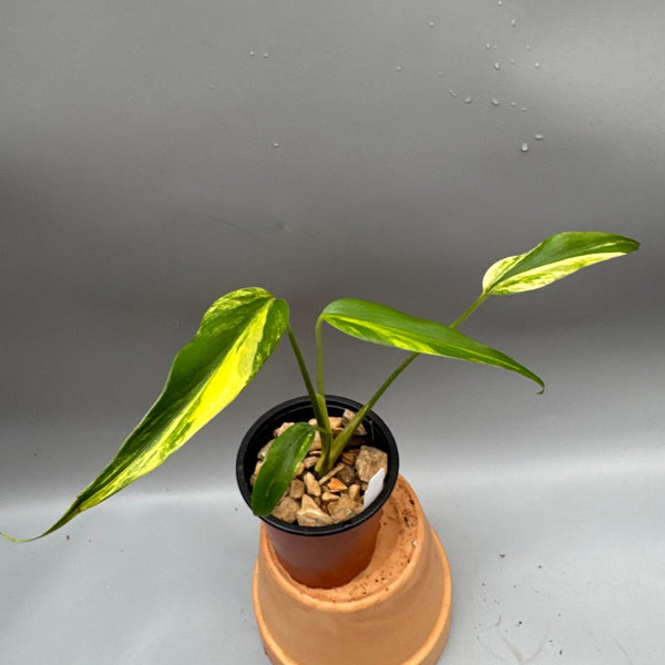 モンステラ Barle Marx's Flame Monstera 'Burle Marx Flame' variegata Aurea