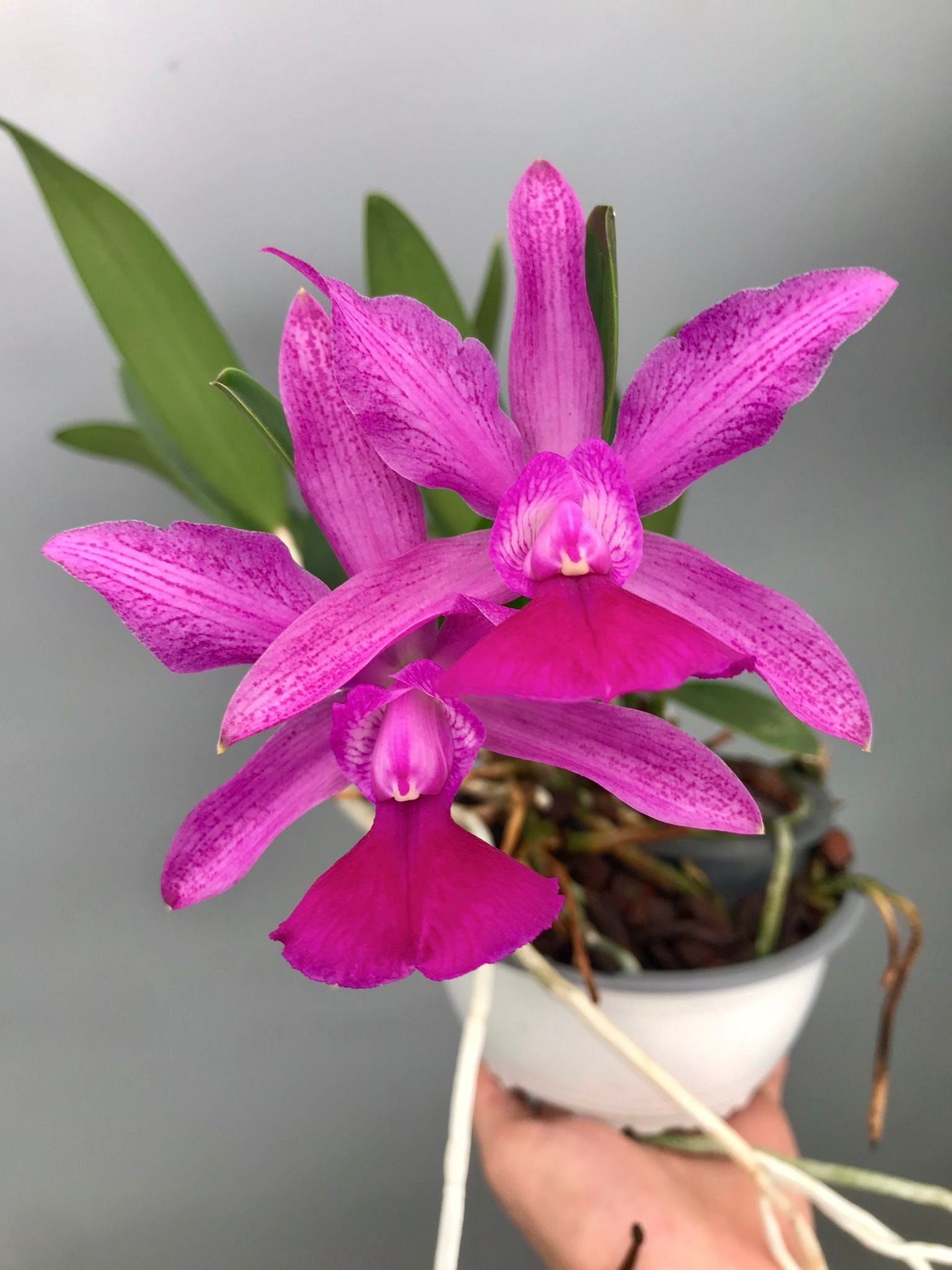 Cattleya Brabantiae "Banderantes" SM/JOGA x   C.walkeriana flamea "3 Lagoas"(Big Plant)