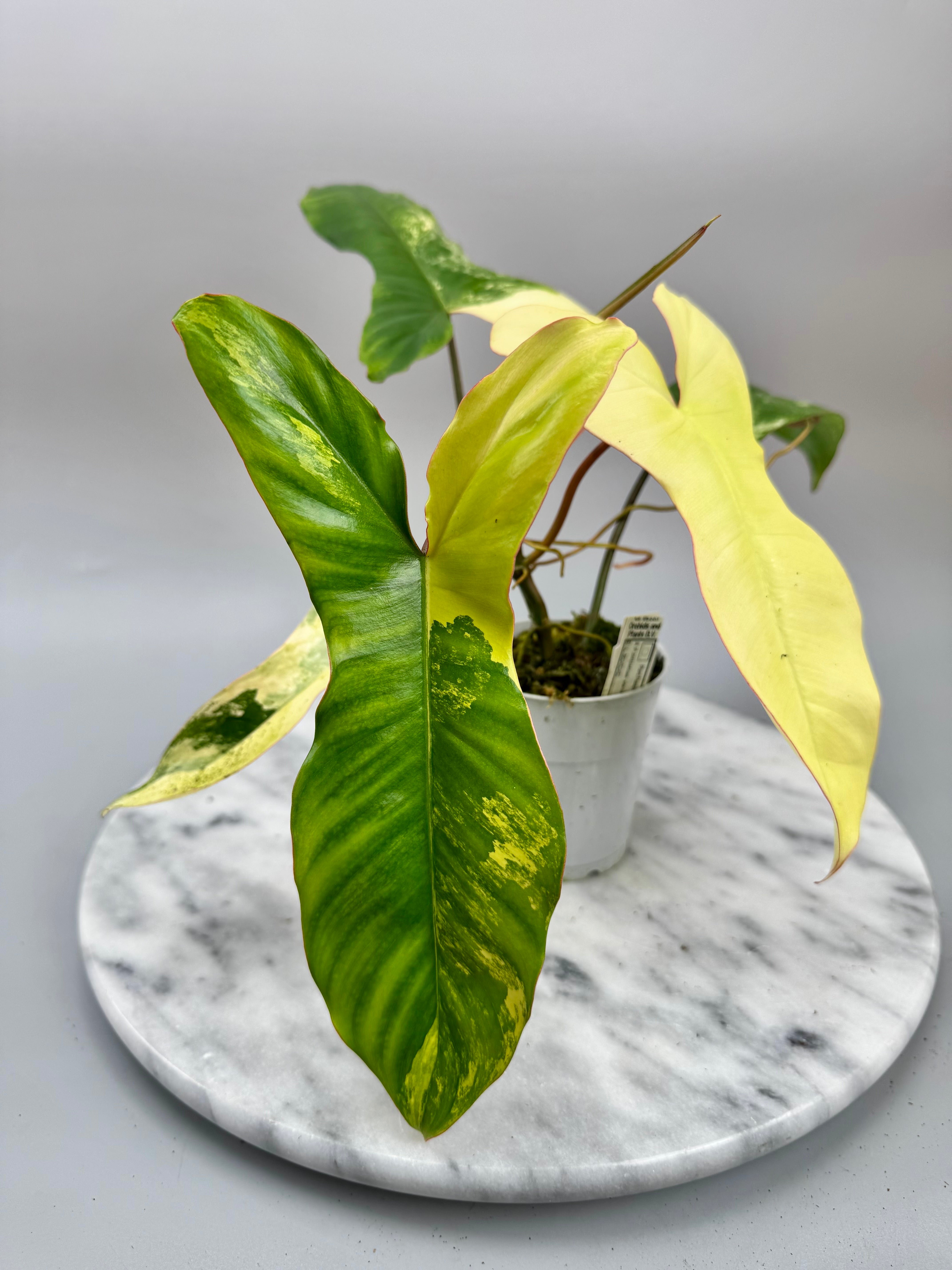 Philodendron Paraiso Verde x Florida Beauty (Nr 1)