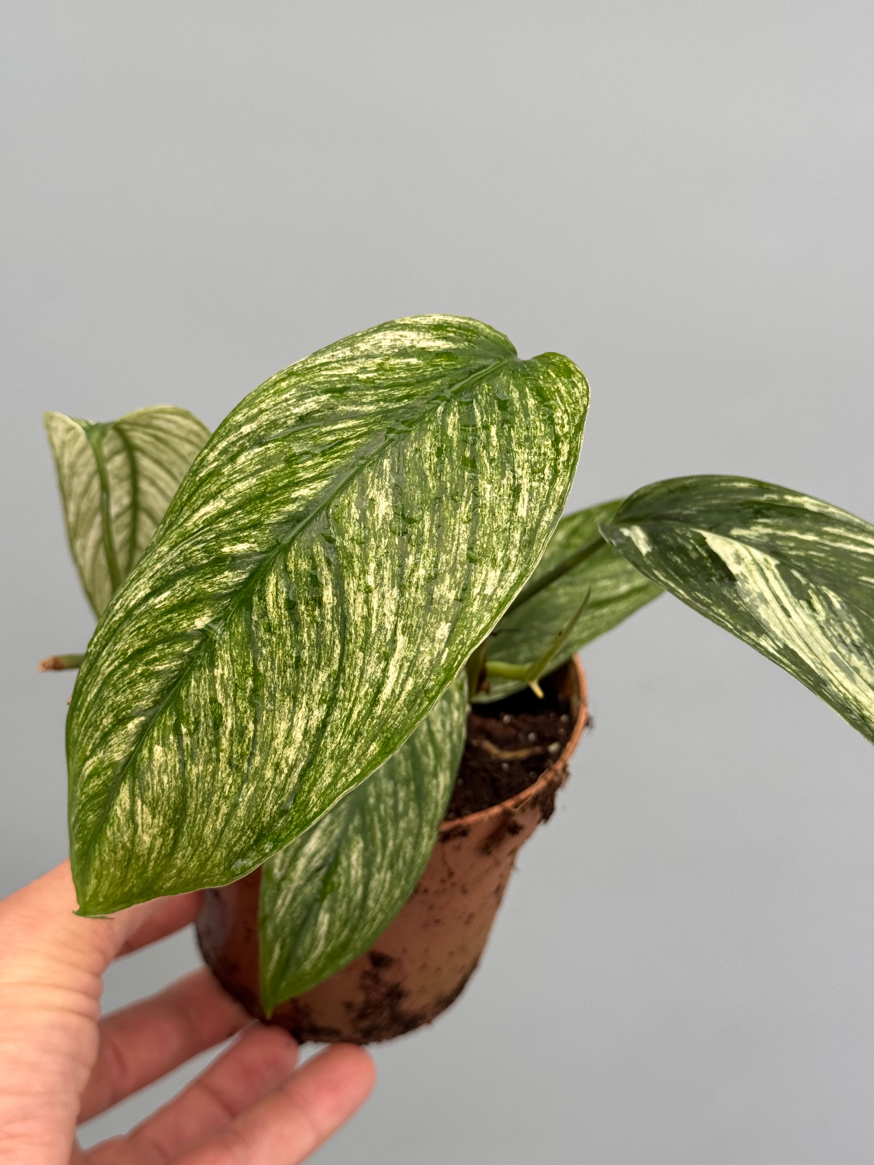 Scindapsus curanii “ Vangiego”