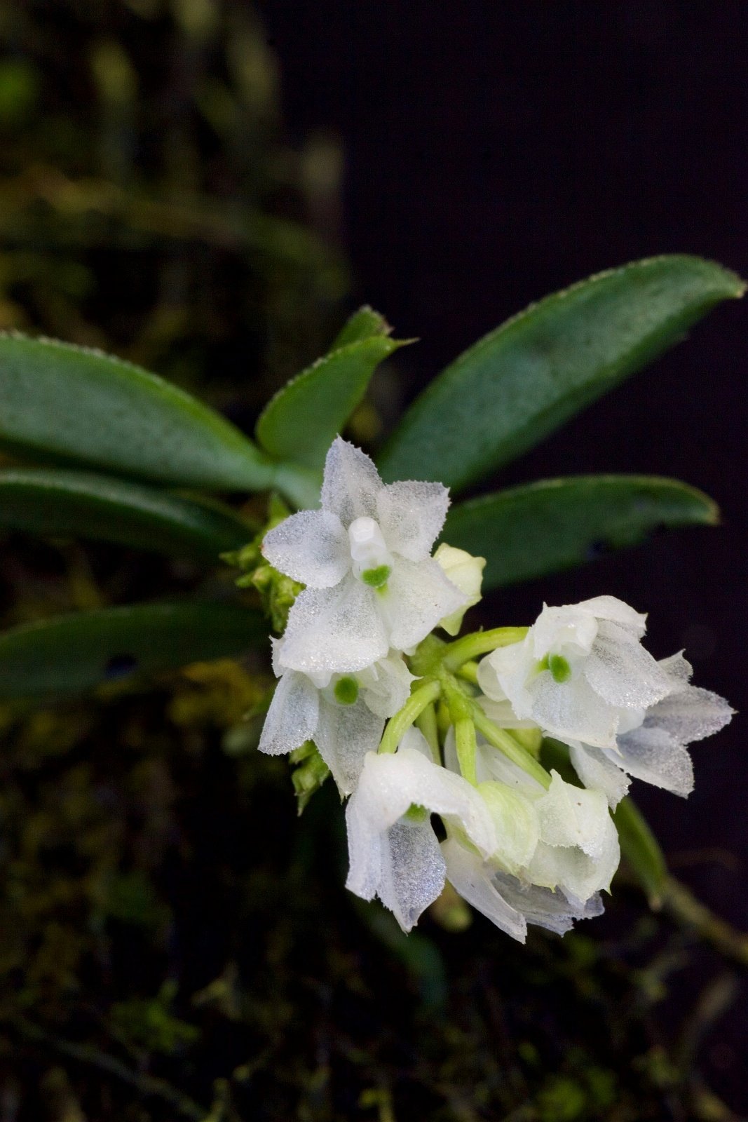 Hymenorchis javanica