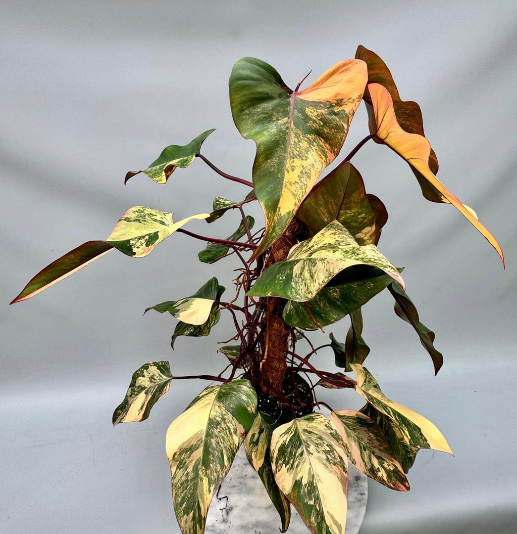 strawberry shake philodendron Philodendron strawberry shake (XXL Big Plant)