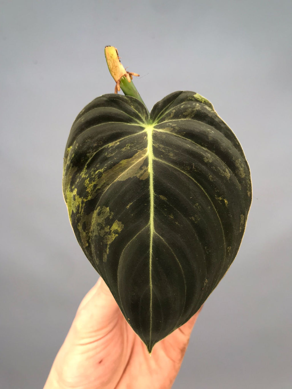 philodendron melanochrysum cutting Philodendron melanochrysum variegata (leaf cutting)