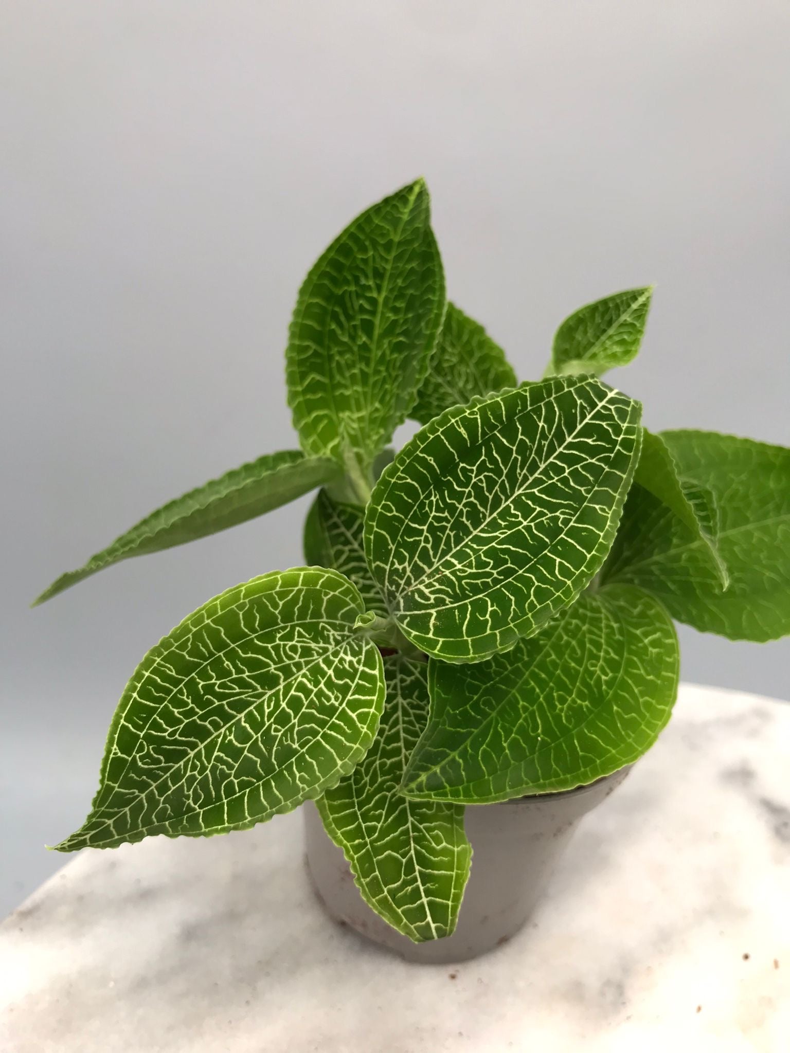 Goodyera micholitziana ‘Big Plant’ (3 plants)