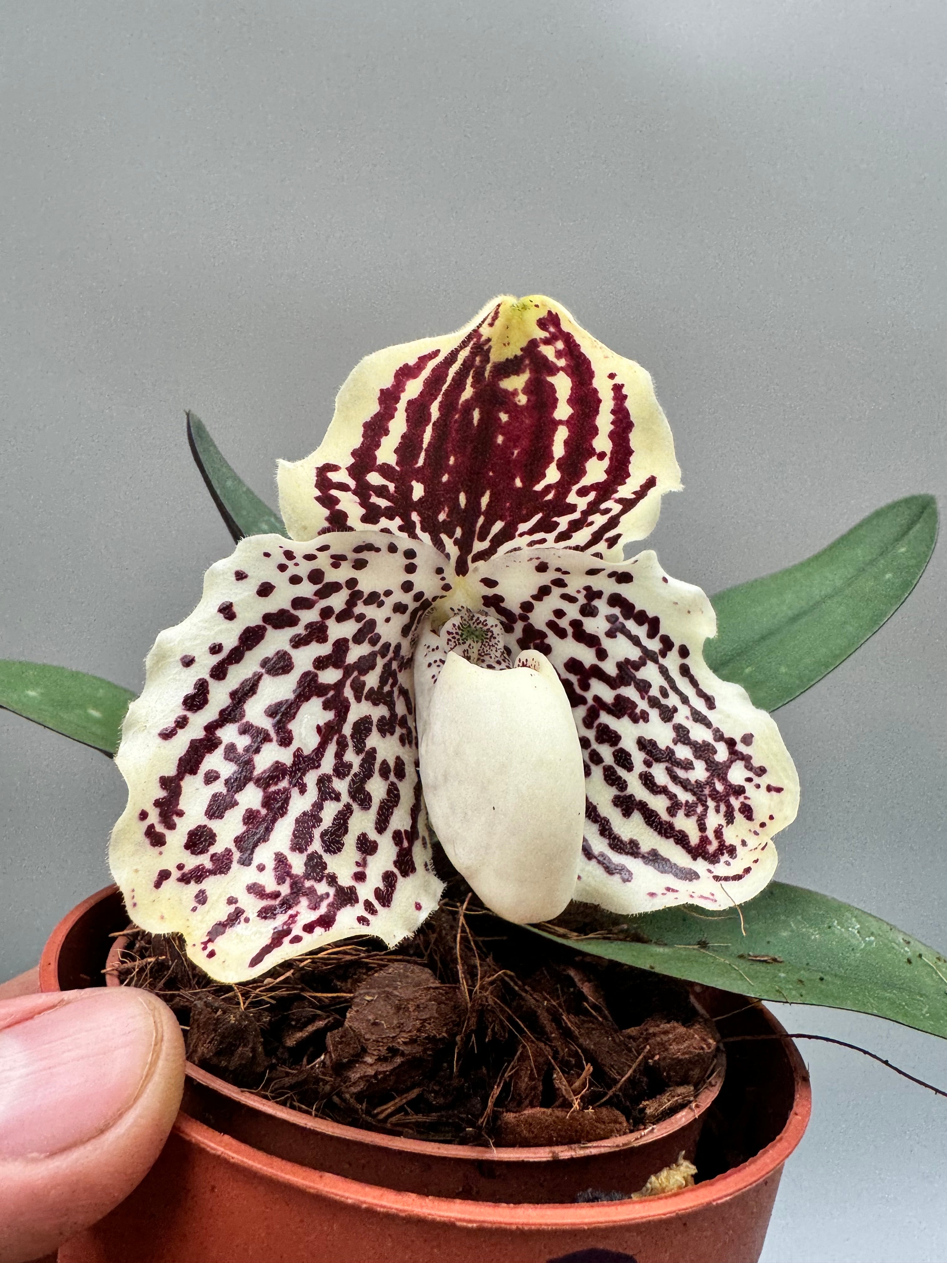 Paphiopedilum leucochilum ''White N4 ''