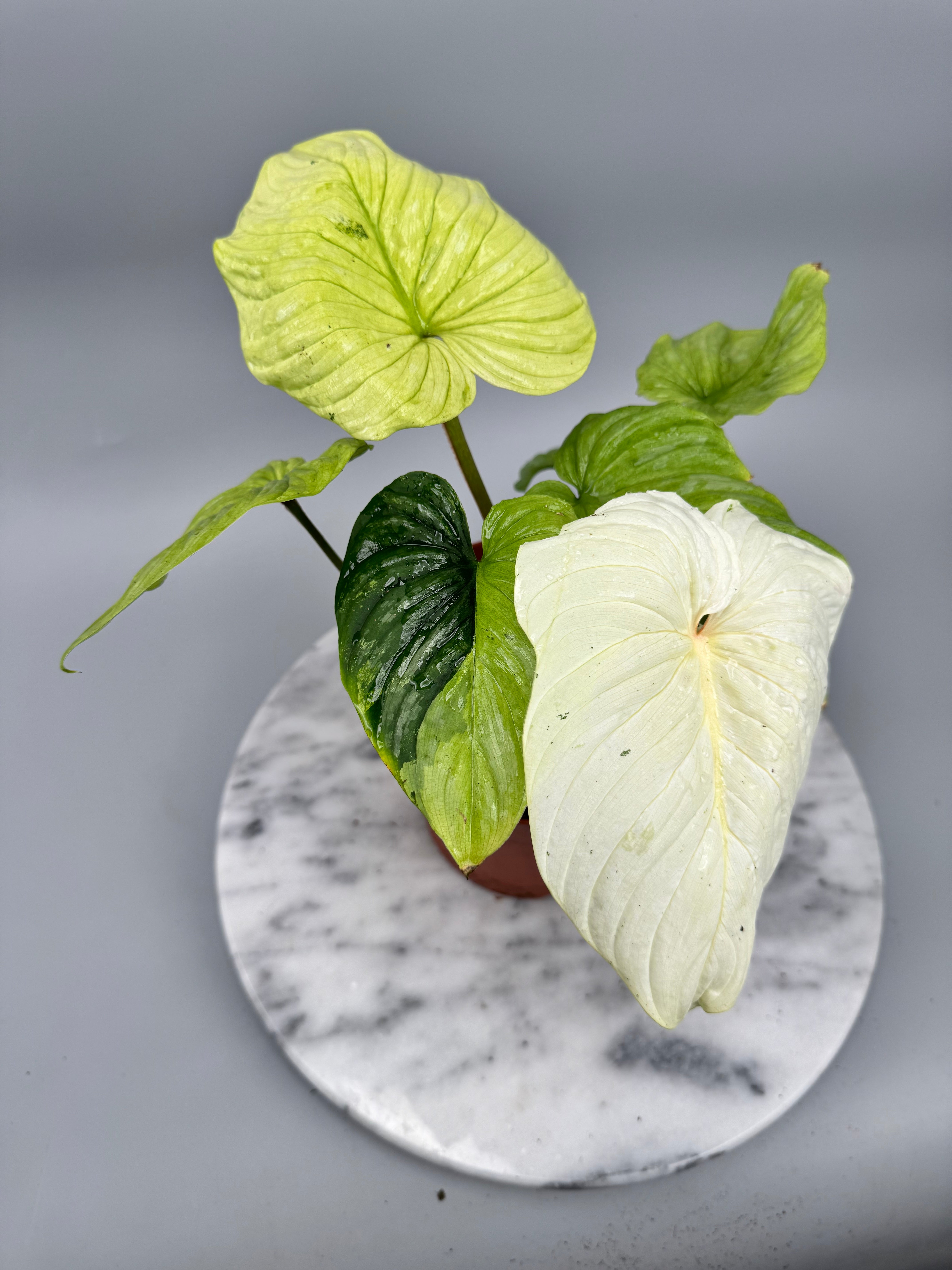 Philodendron mamei variegata mint (8 Blätter) (Nr1)