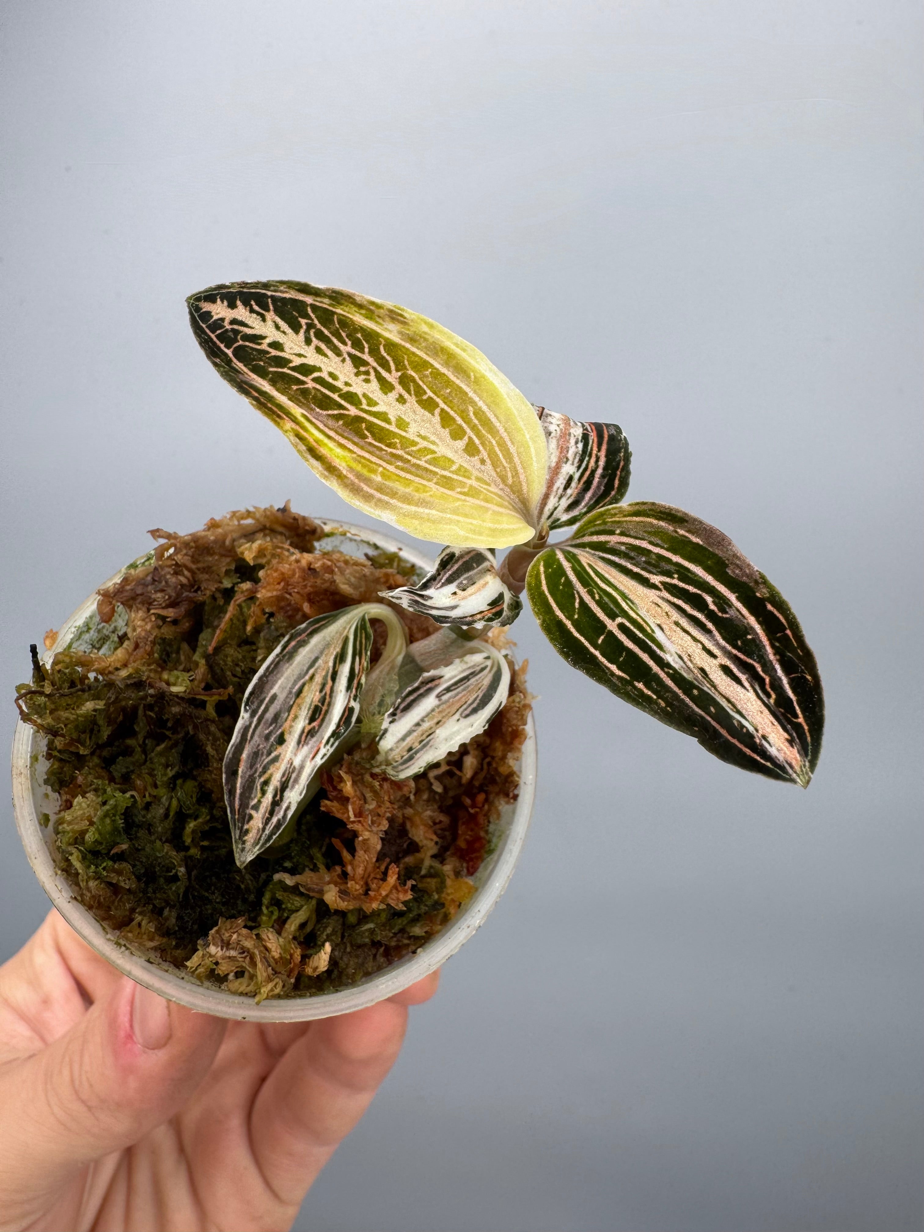 Anoectochilus reinwardtii x Ludisia discolor Variegated