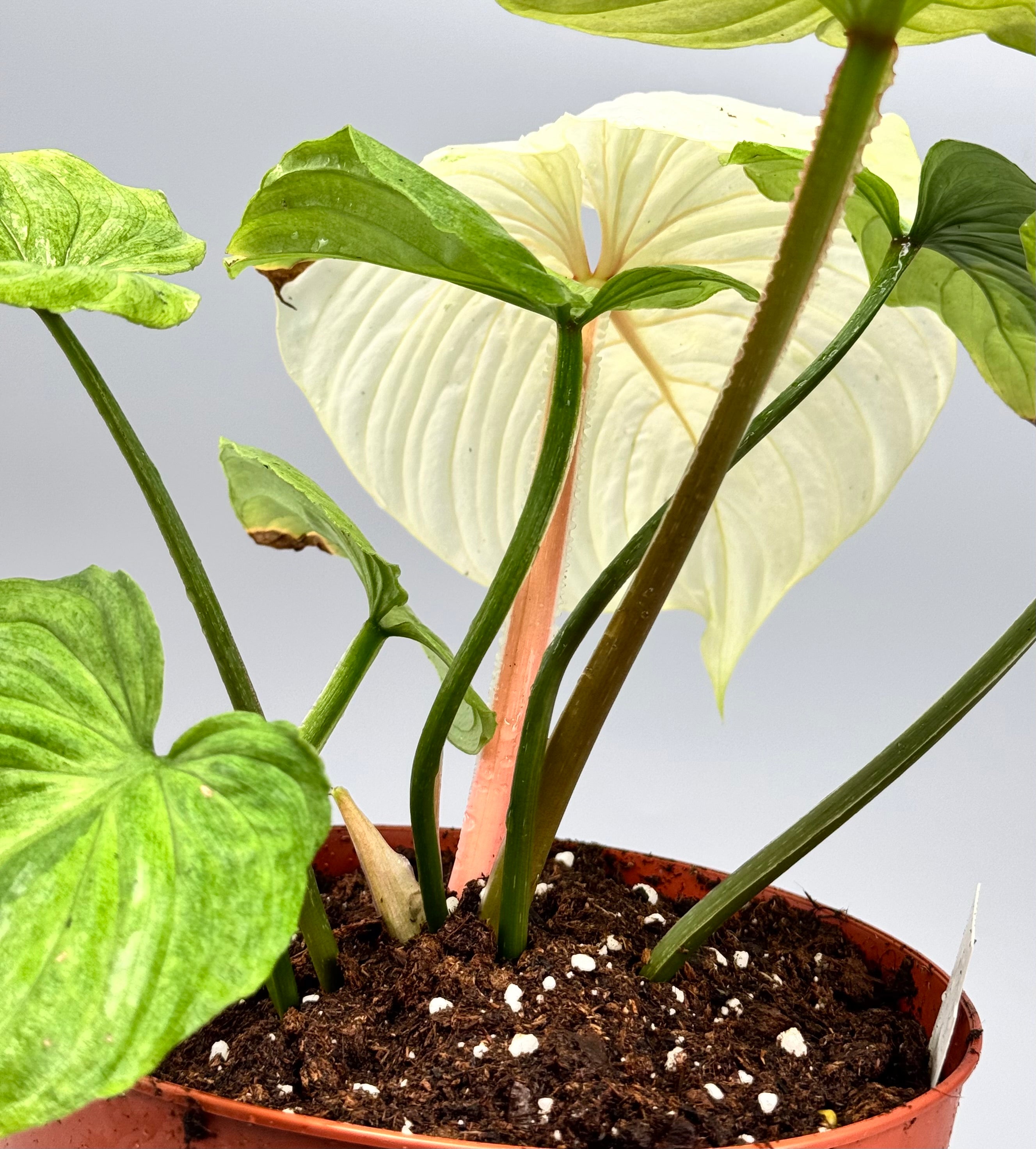 Philodendron mamei variegata mint