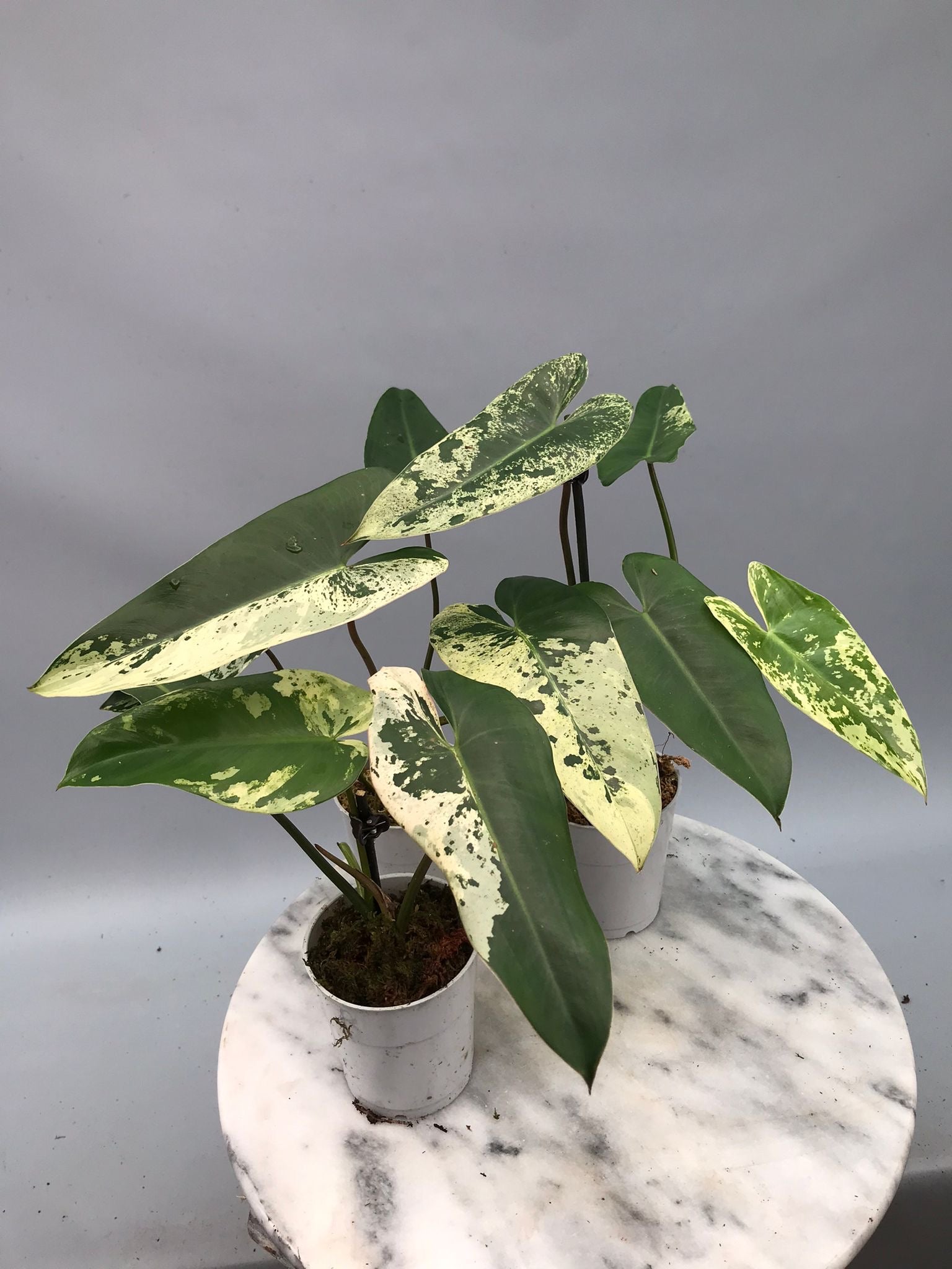 Philodendron ilsemanii