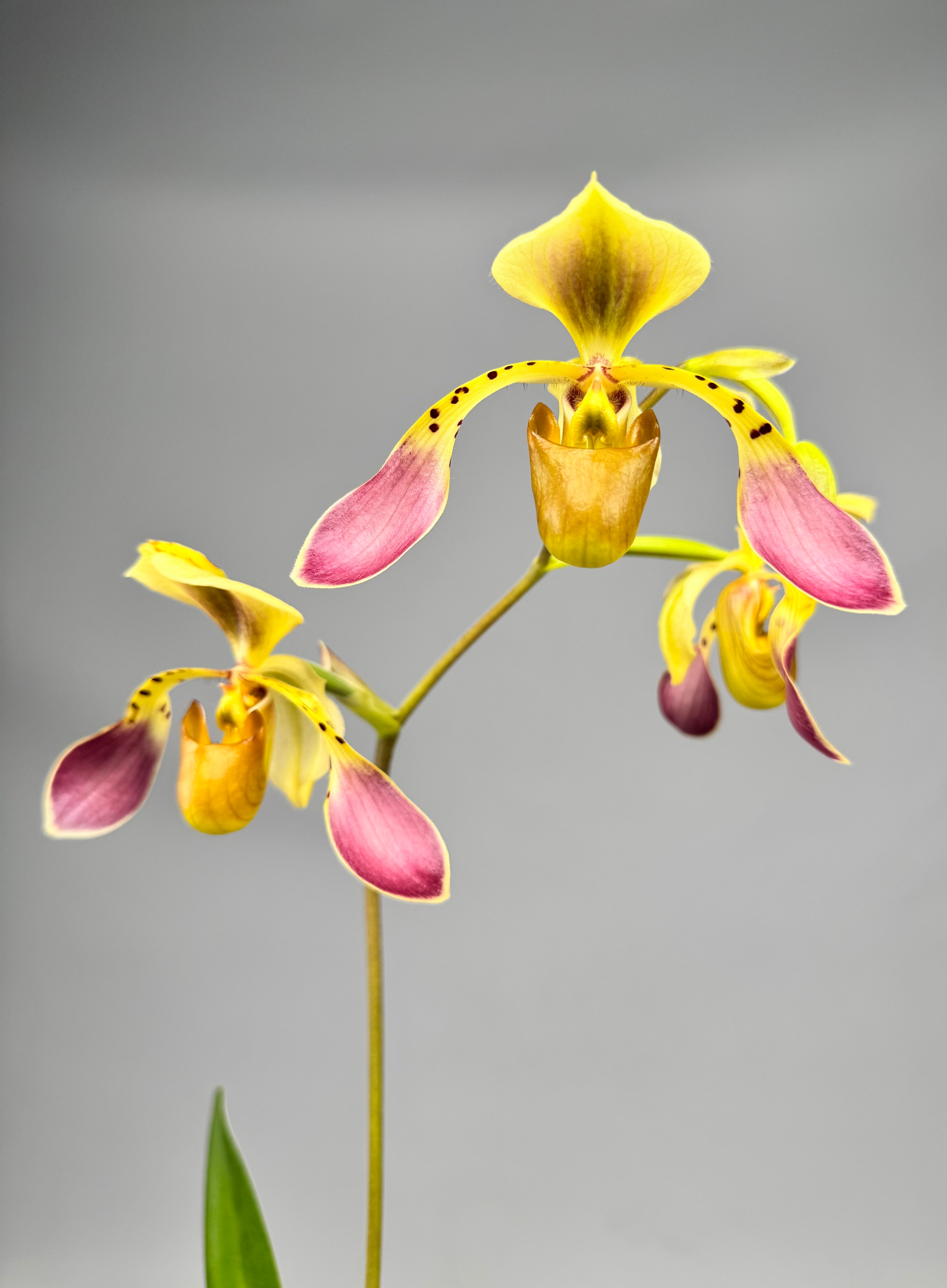 Paphiopedilum lowii var semi alba (Rare selection)