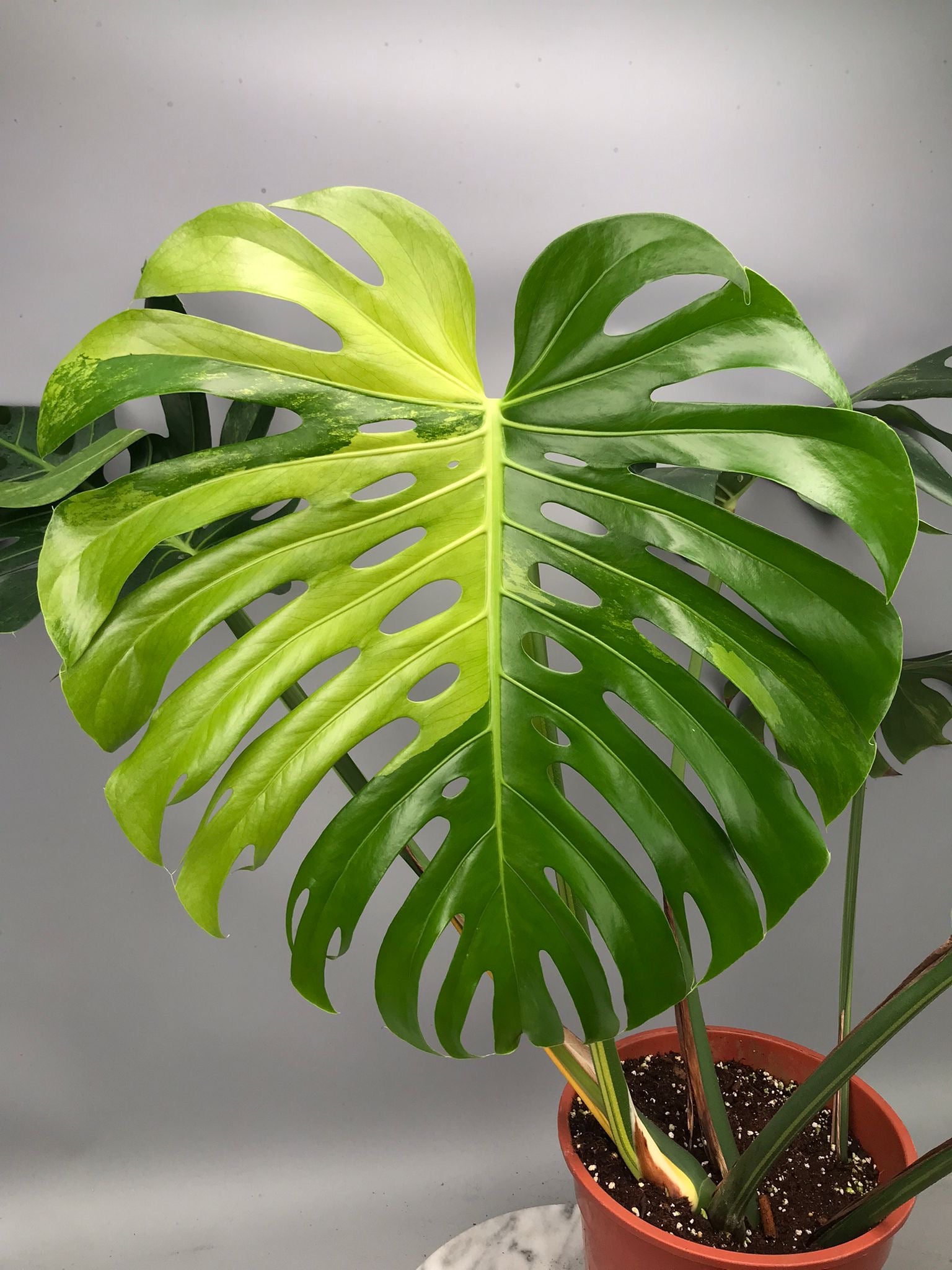 Monstera Ocean Mint nr 2